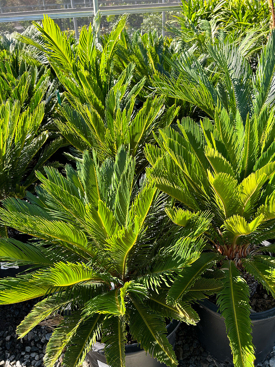 sago palm cycas plant Cycas revoluta (Sago Palm)
