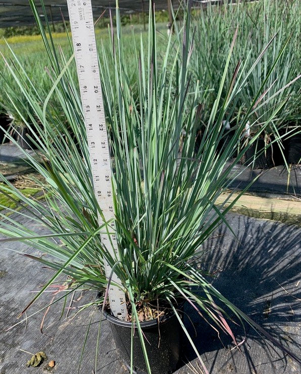 Standing Ovation Little Bluestem - Schizachyrium Scoparium