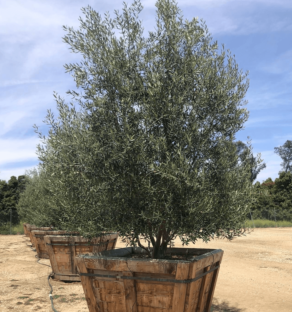 Swan Hill Olives® Fruitless Olive Tree - Olea Europaea 'Swan Hill' - Pulled Nursery