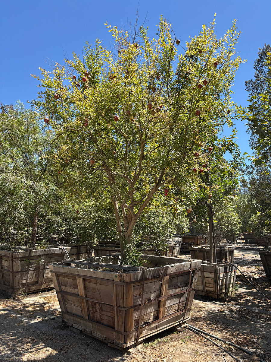cara plants 5 seeds Pomegranate Tree For Sale – Yardwork