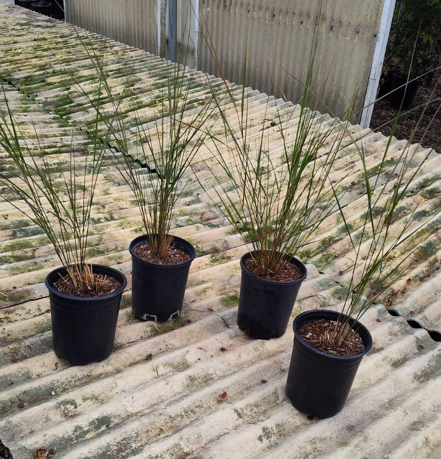can you plant pampas grass in pots Pampas Grass