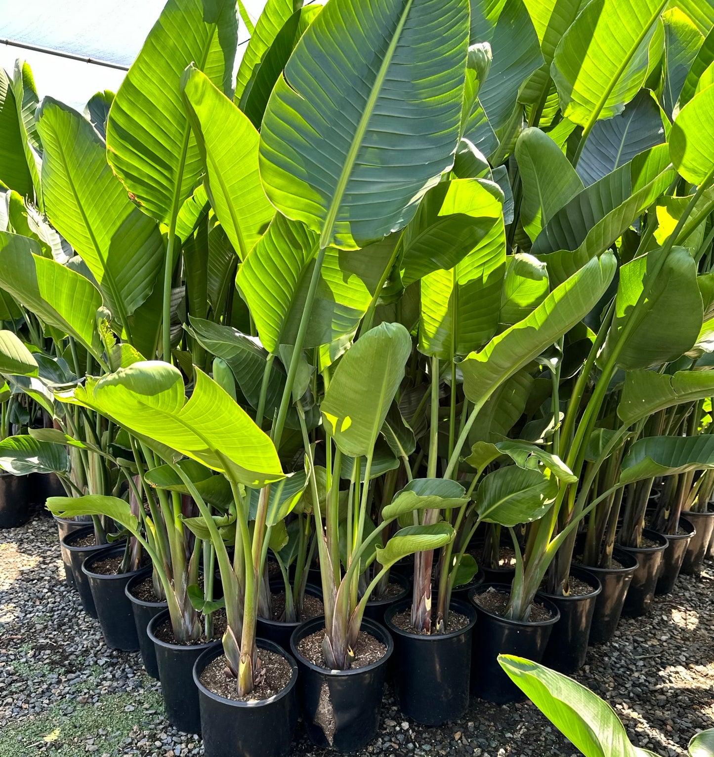 Giant Bird of Paradise (Strelitzia Nicolai)