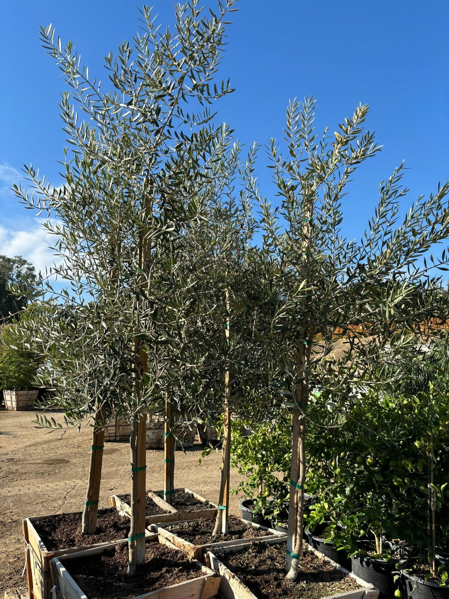Swan Hill Olives® Fruitless Olive Tree - Olea Europaea 'Swan Hill' - Pulled Nursery