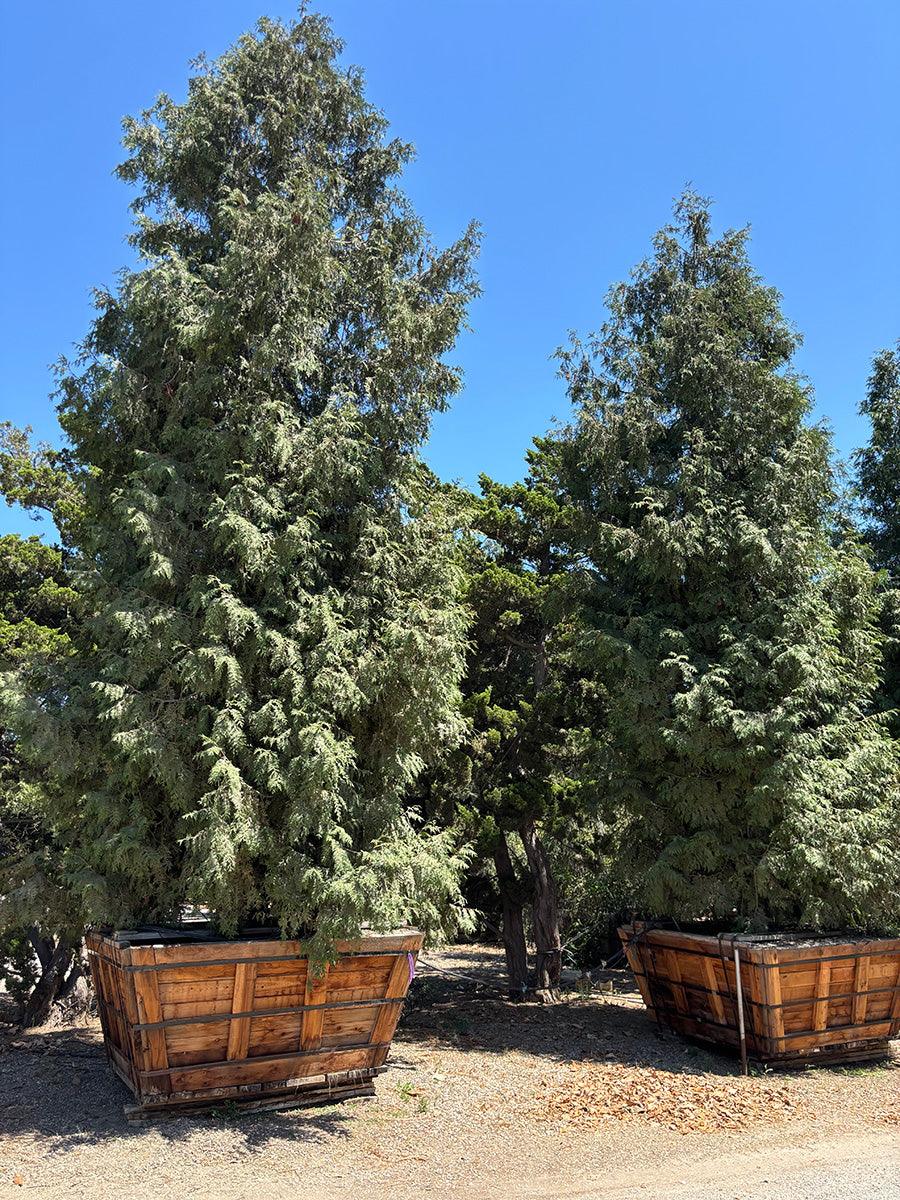 Green Giant Arborvitae Tree