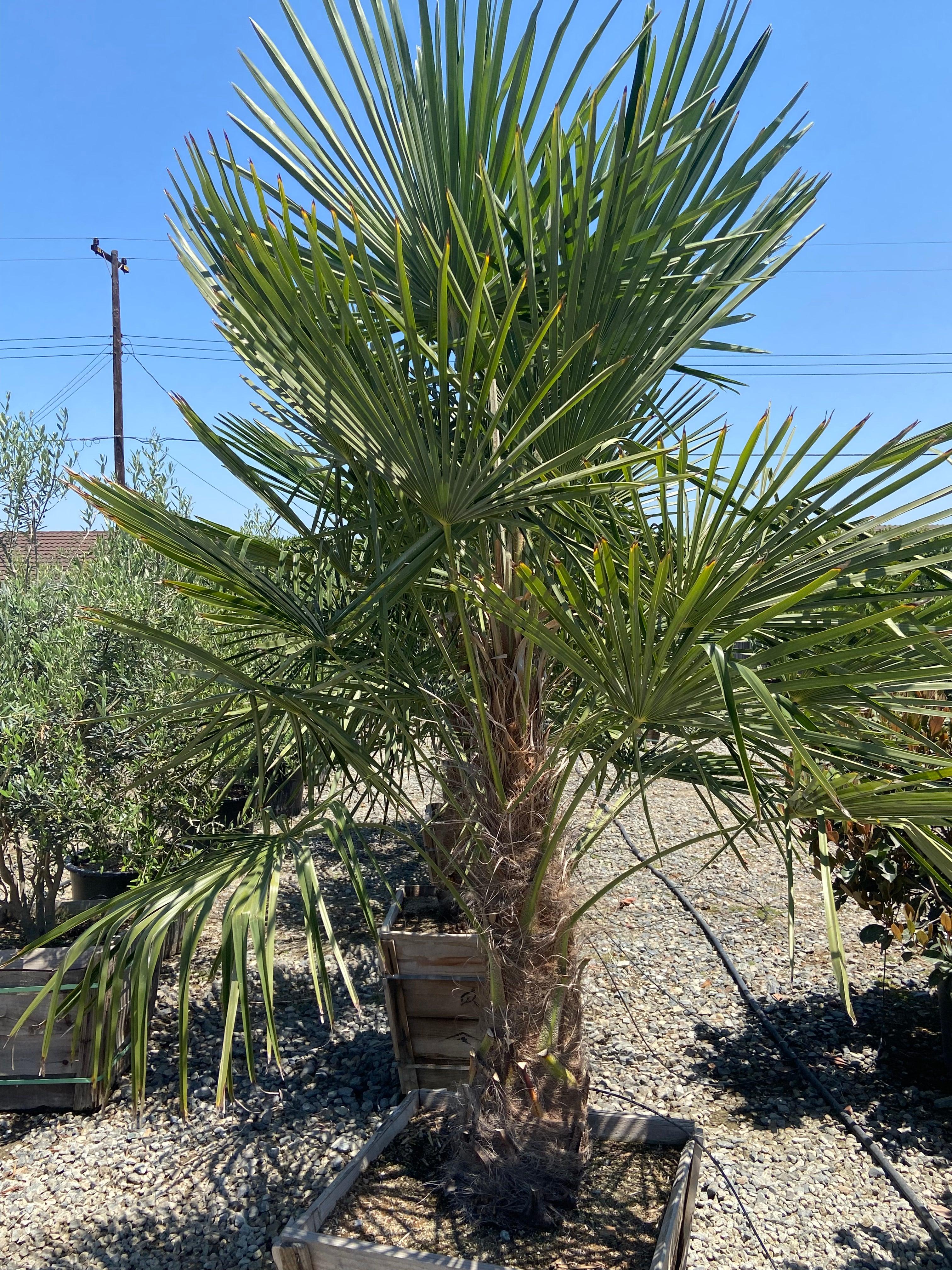 planting a windmill palm tree Windmill Palm (Trachycarpus fortunei)