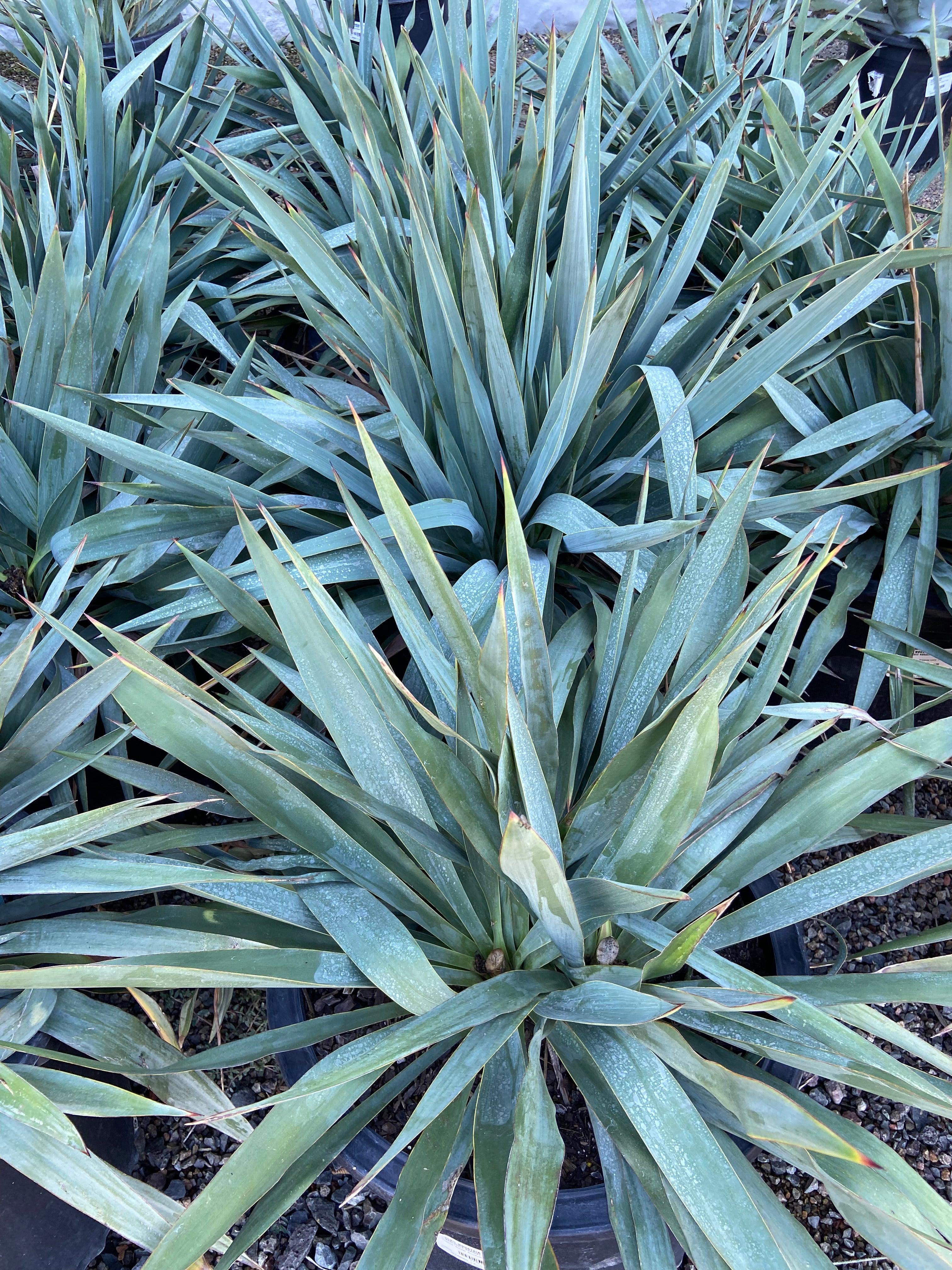 are yuccas succulents Yucca Plant