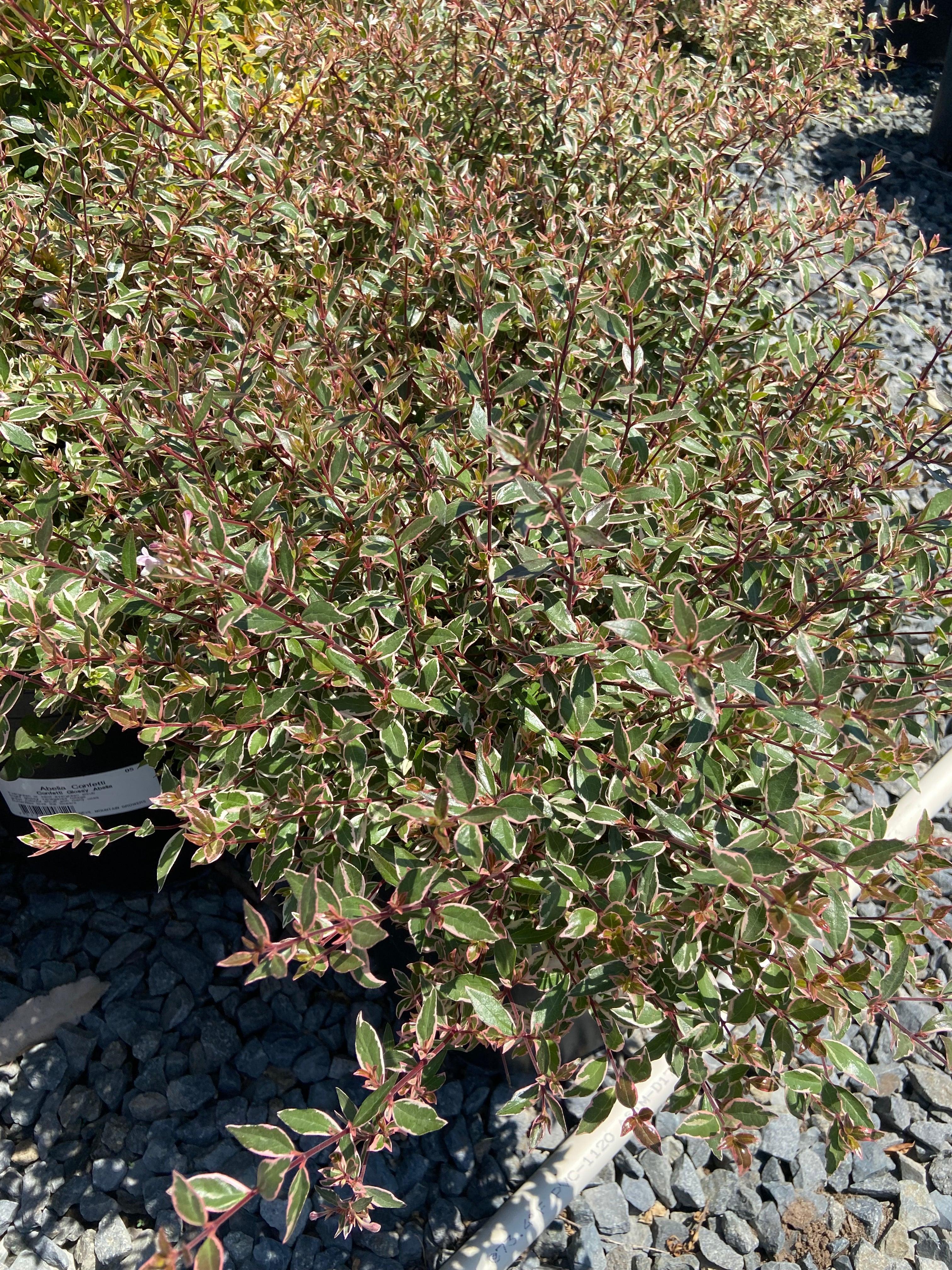 Confetti Abelia