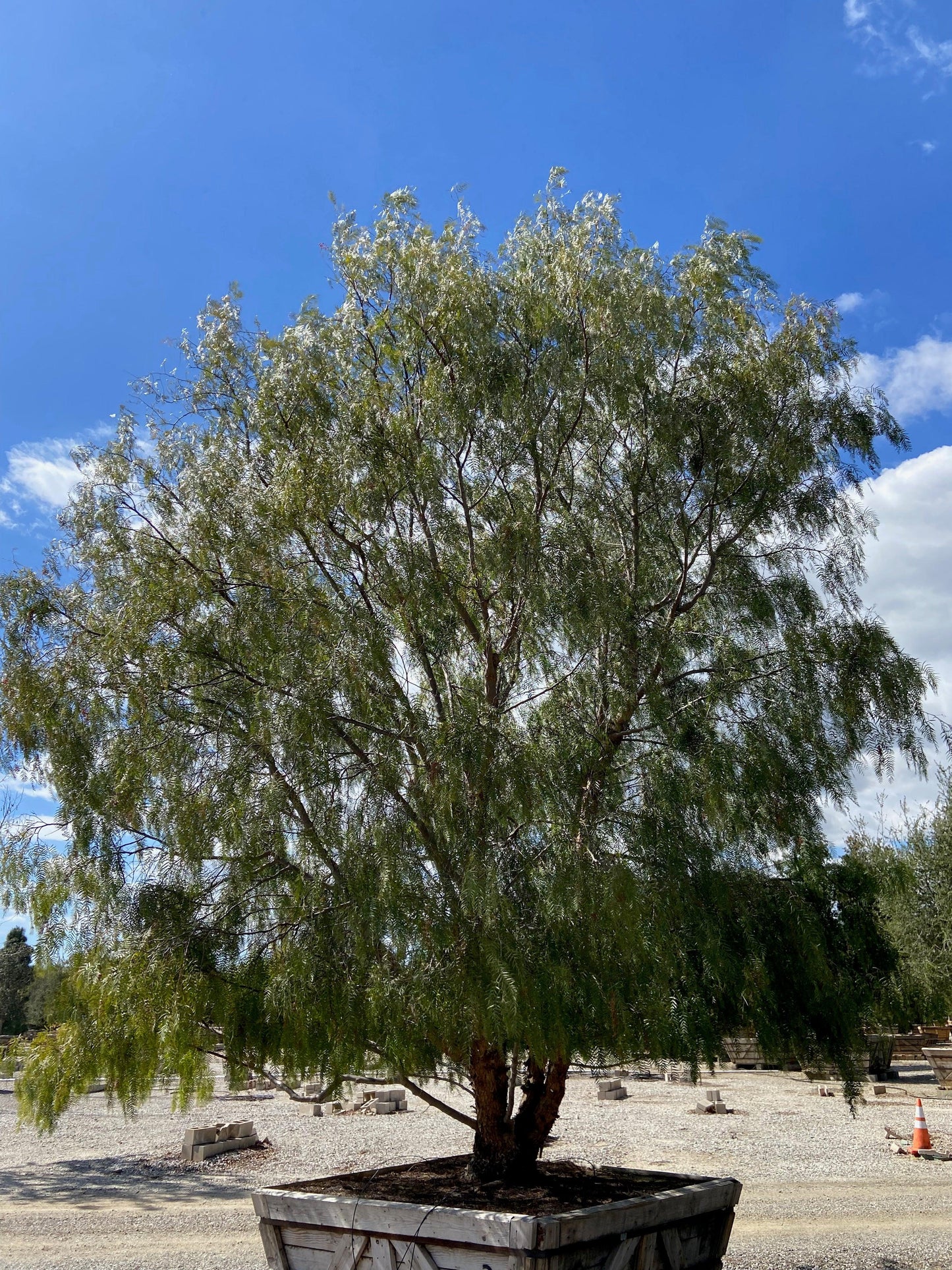 California Pepper Tree (Schinus Molle) - Pulled Nursery