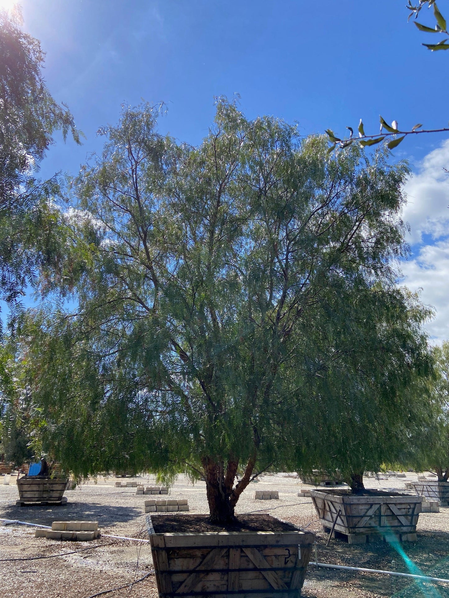 California Pepper Tree (Schinus Molle) - Pulled Nursery
