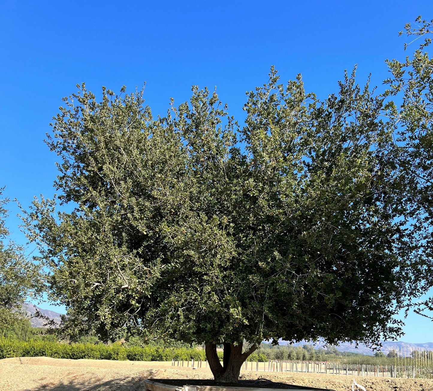 Coast Live Oak (Quercus Agrifolia) - Pulled Nursery