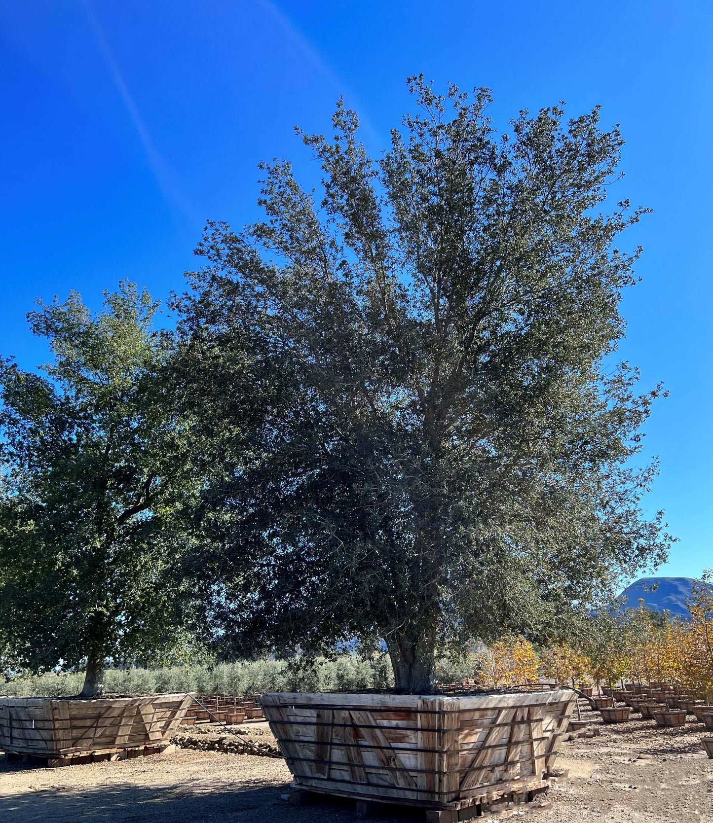 Coast Live Oak (Quercus Agrifolia) - Pulled Nursery