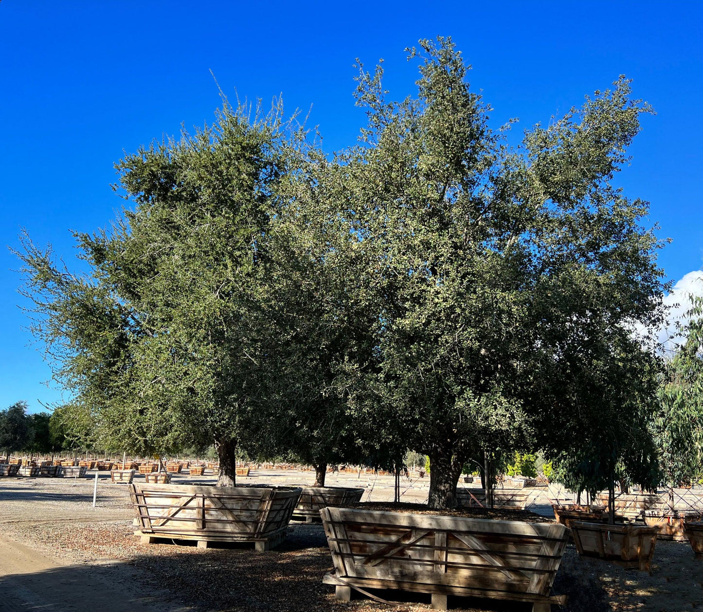 Coast Live Oak (Quercus Agrifolia) - Pulled Nursery