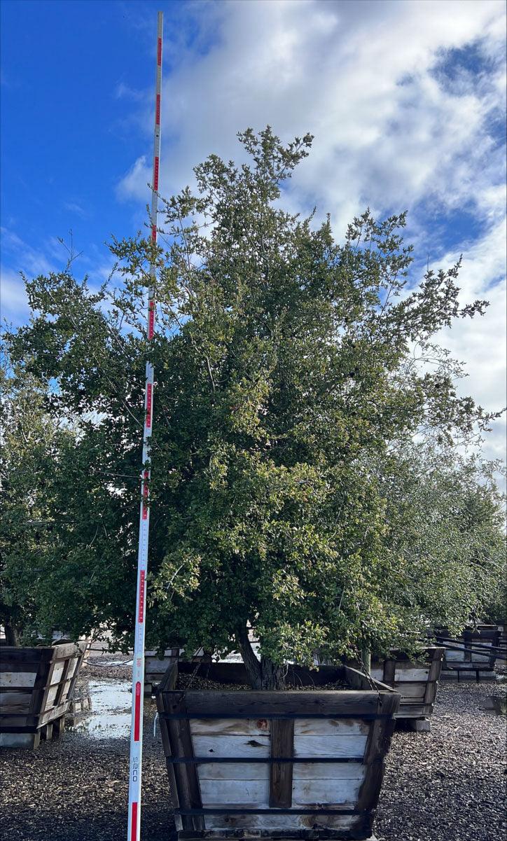 Coast Live Oak (Quercus Agrifolia) - Pulled Nursery