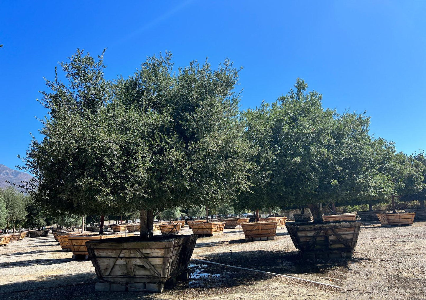 Coast Live Oak (Quercus Agrifolia) - Pulled Nursery