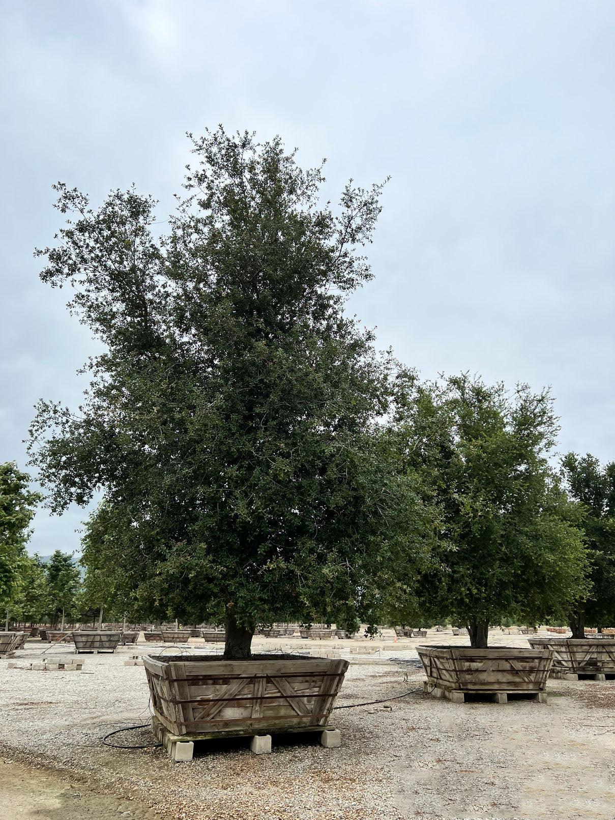 Coast Live Oak (Quercus Agrifolia) - Pulled Nursery