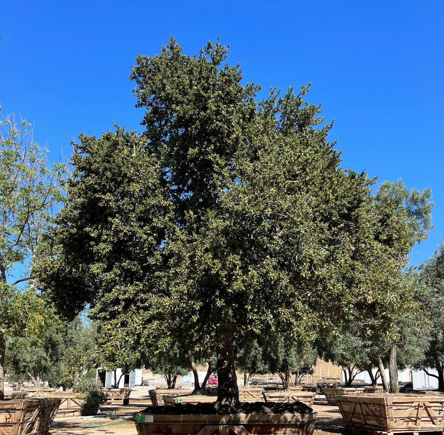 Coast Live Oak (Quercus Agrifolia) - Pulled Nursery