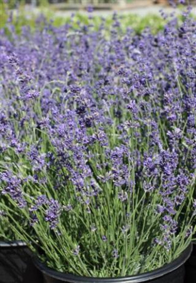 lavender hidcote blue plant Hidcote Blue Lavender