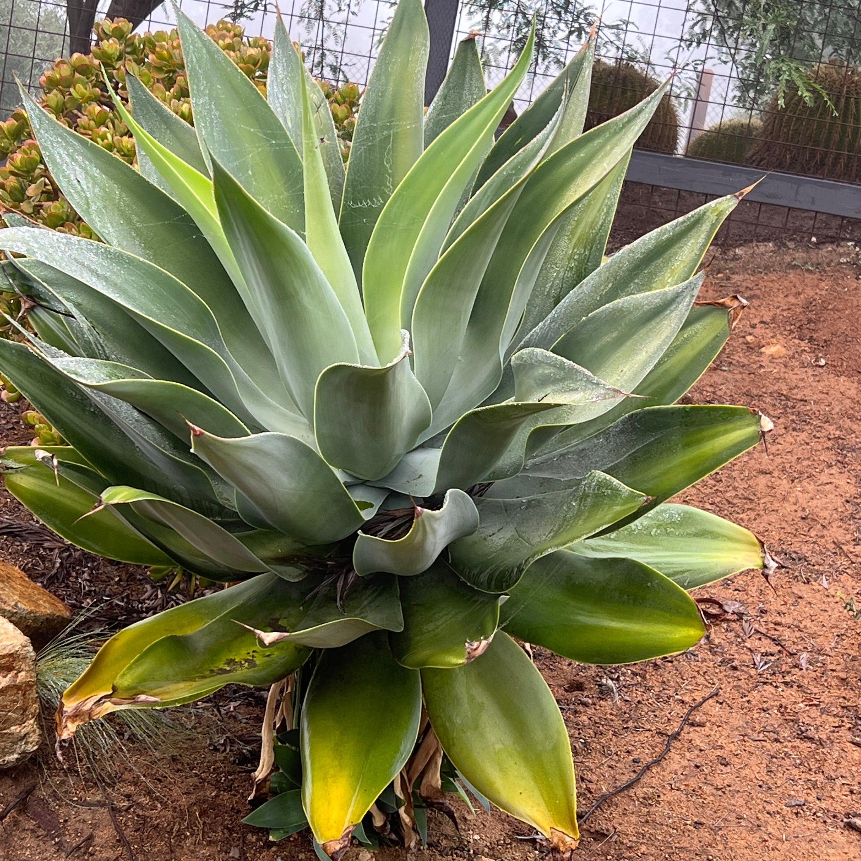Agave Attenuata (Foxtail Agave) – Yardwork