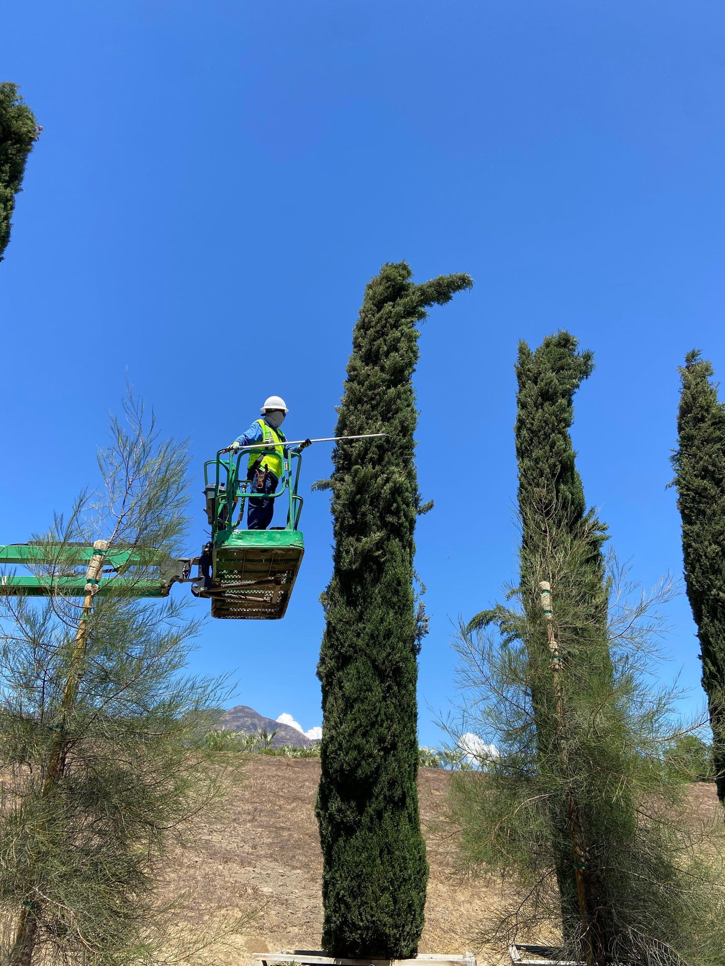 Italian Cypress (Cupressus sempervirens) - Pulled Nursery