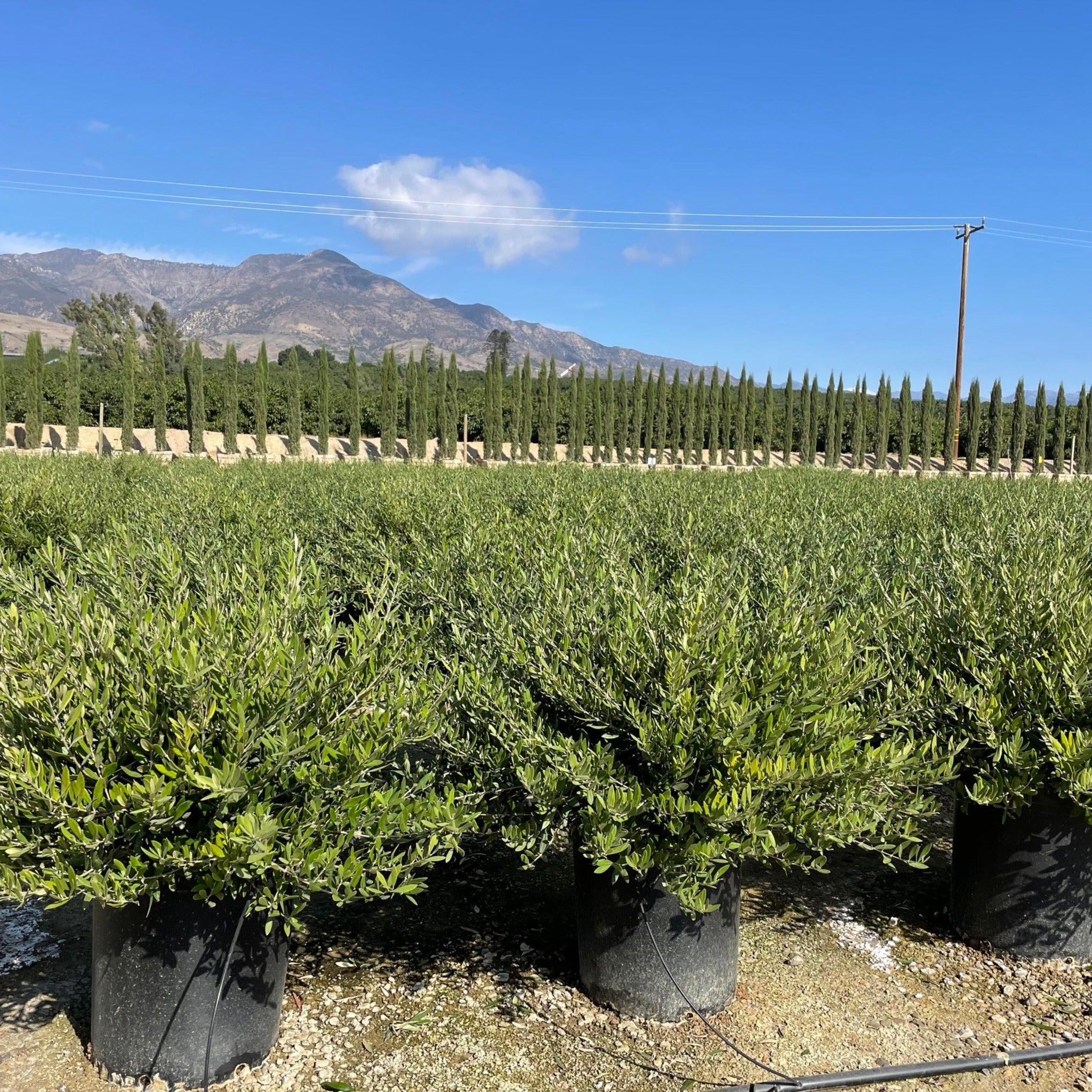 ollies pots for plants Dwarf Olive Tree (Olea europaea Little Ollie®) – Yardwork