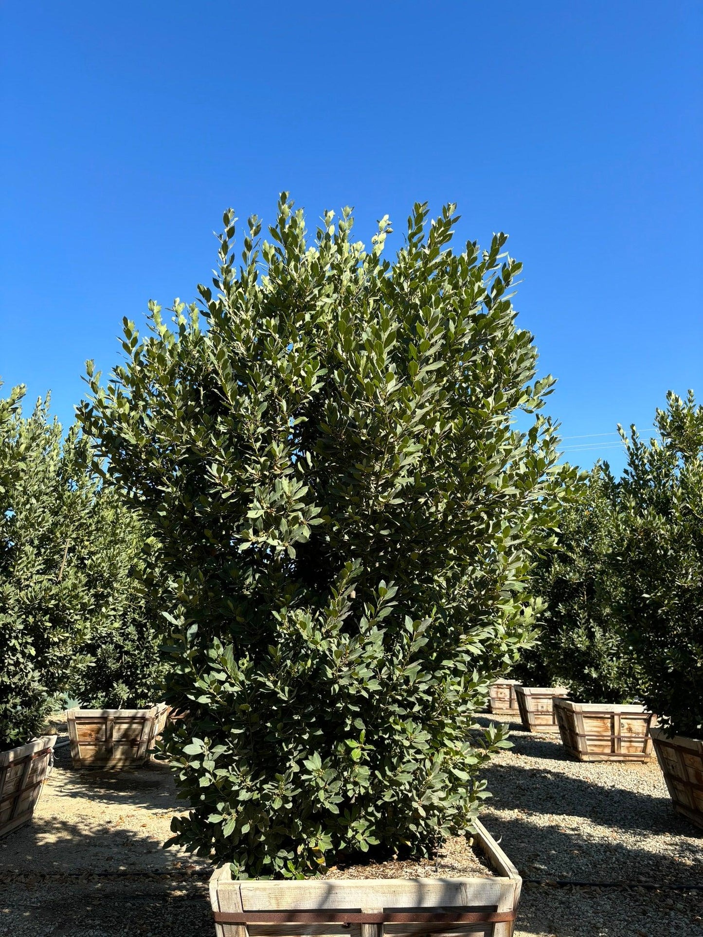 Sweet Bay Laurel (Laurus Nobilis) - Pulled Nursery
