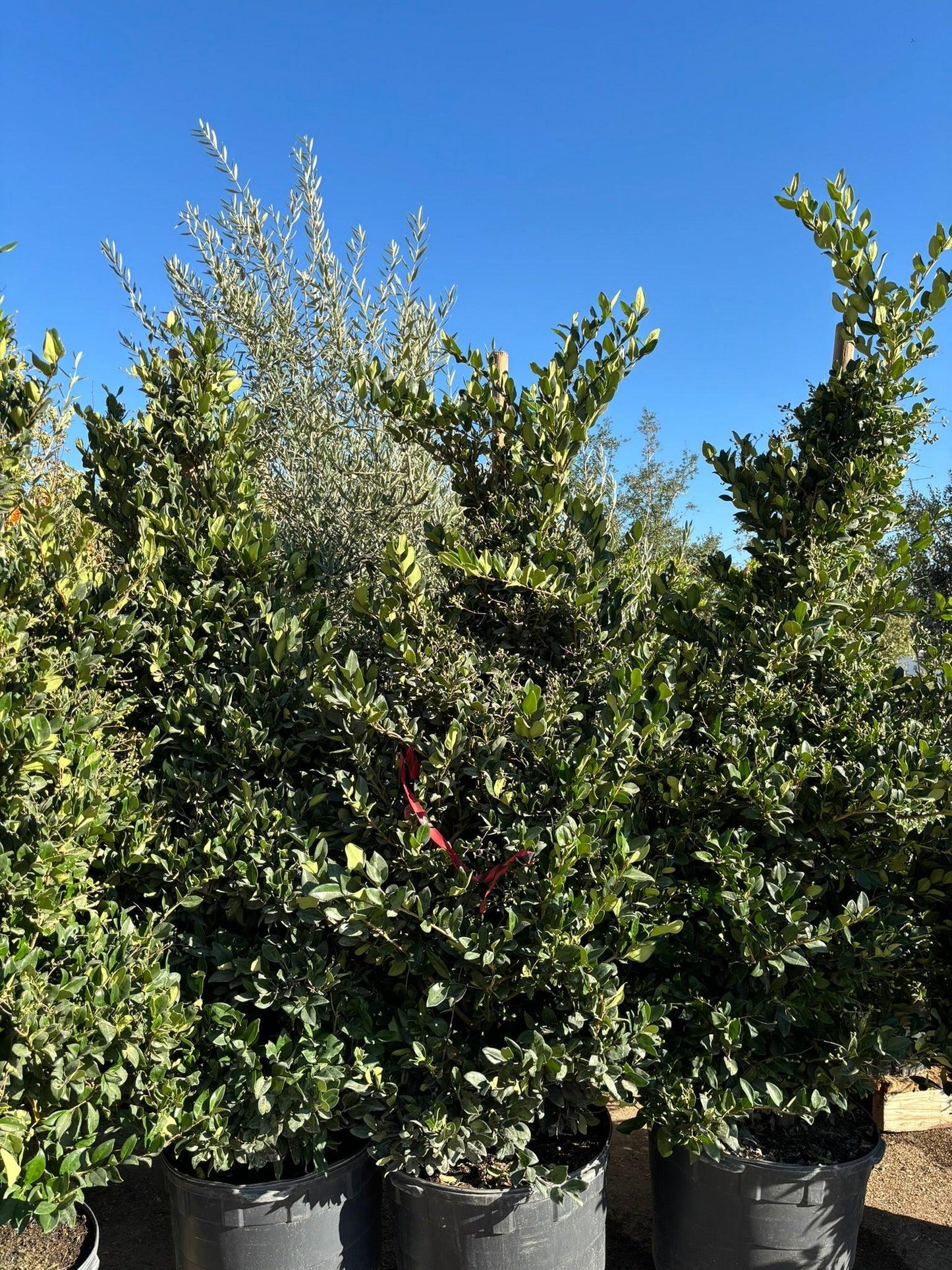 Waxleaf Privet (Ligustrum japonicum ‘Texanum’) - Pulled Nursery