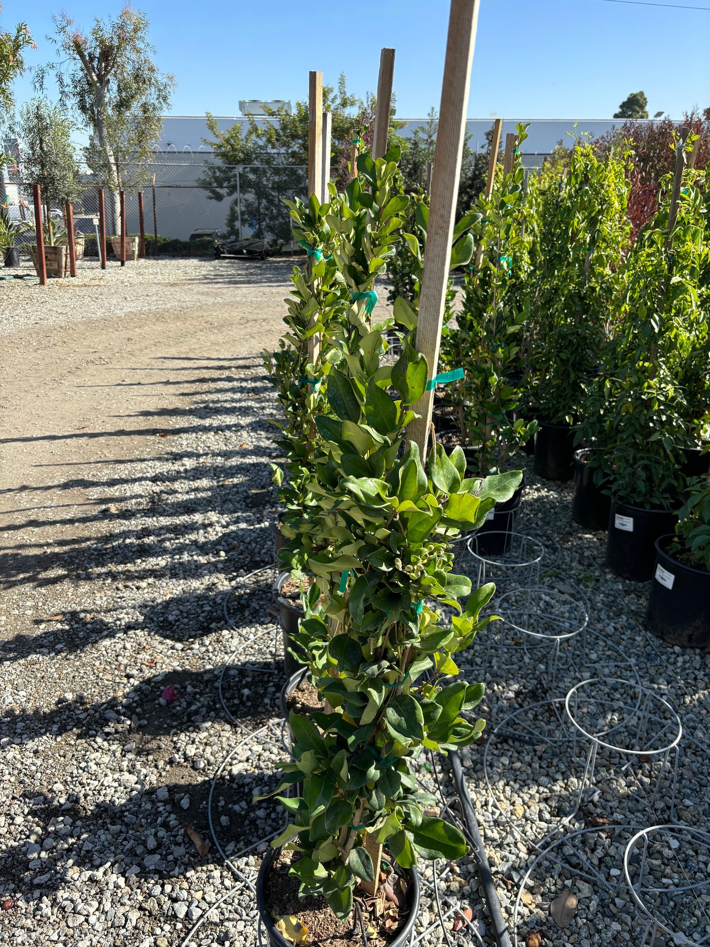 Waxleaf Privet (Ligustrum japonicum ‘Texanum’) - Pulled Nursery