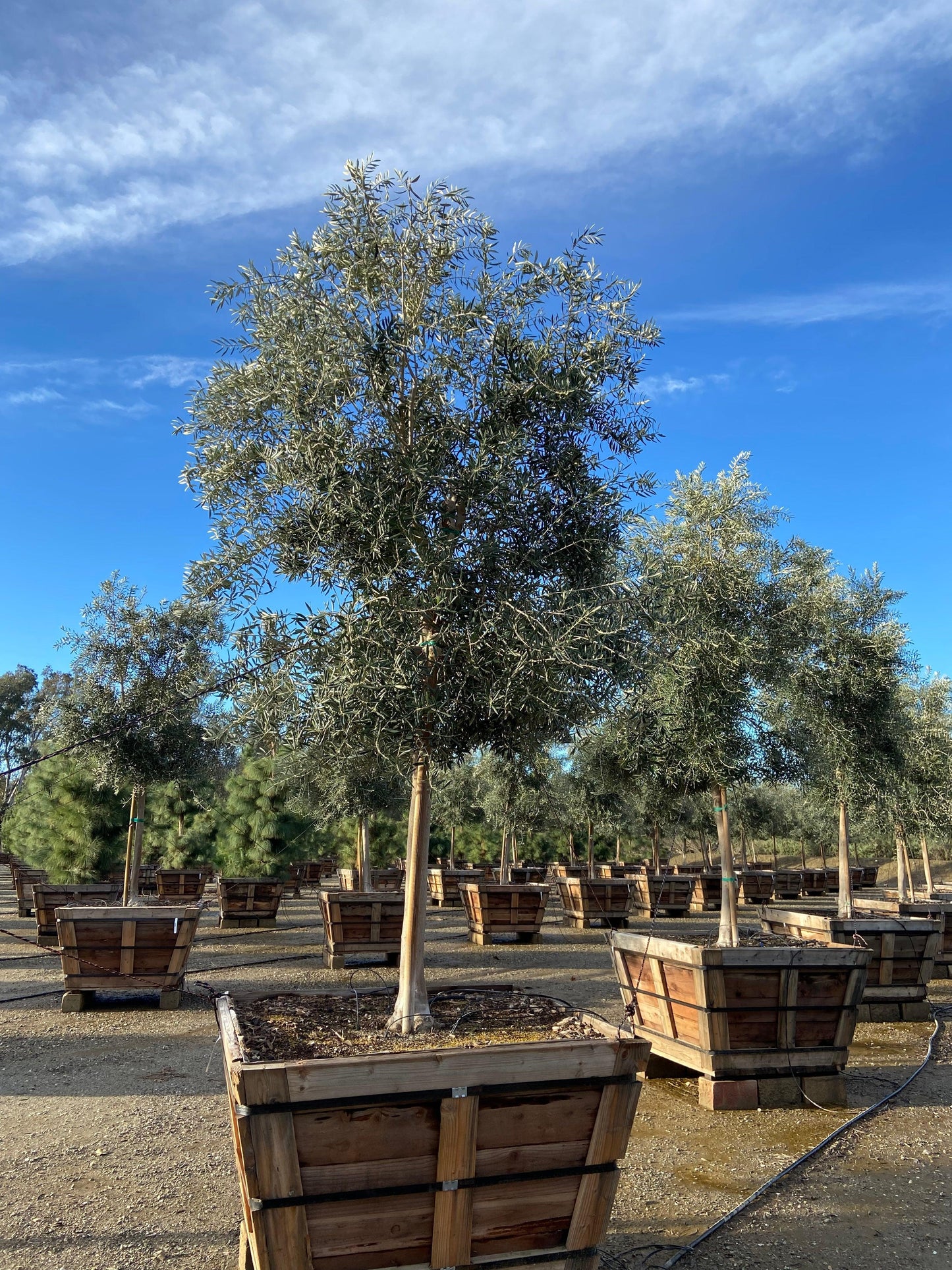 Swan Hill Olives® Fruitless Olive Tree - Olea Europaea 'Swan Hill' - Pulled Nursery