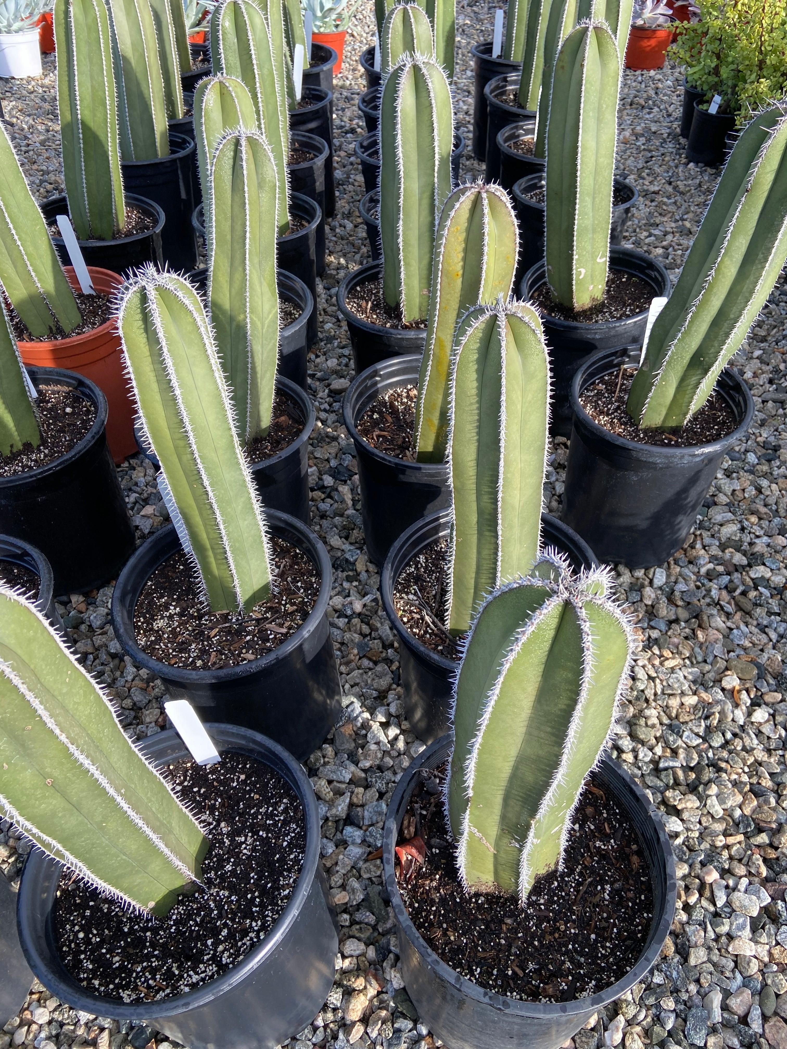 Mexican Fence Post Cactus