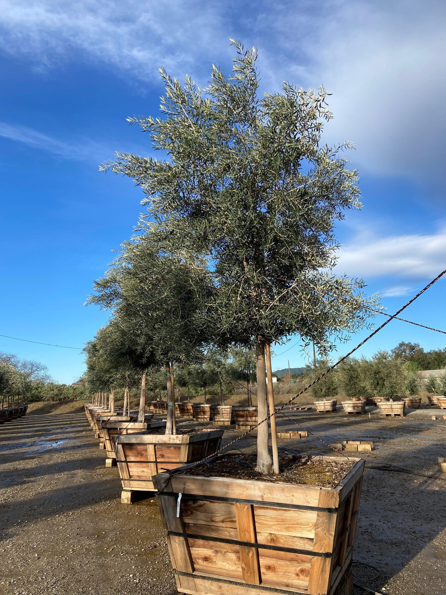 Swan Hill Olives® Fruitless Olive Tree - Olea Europaea 'Swan Hill' - Pulled Nursery