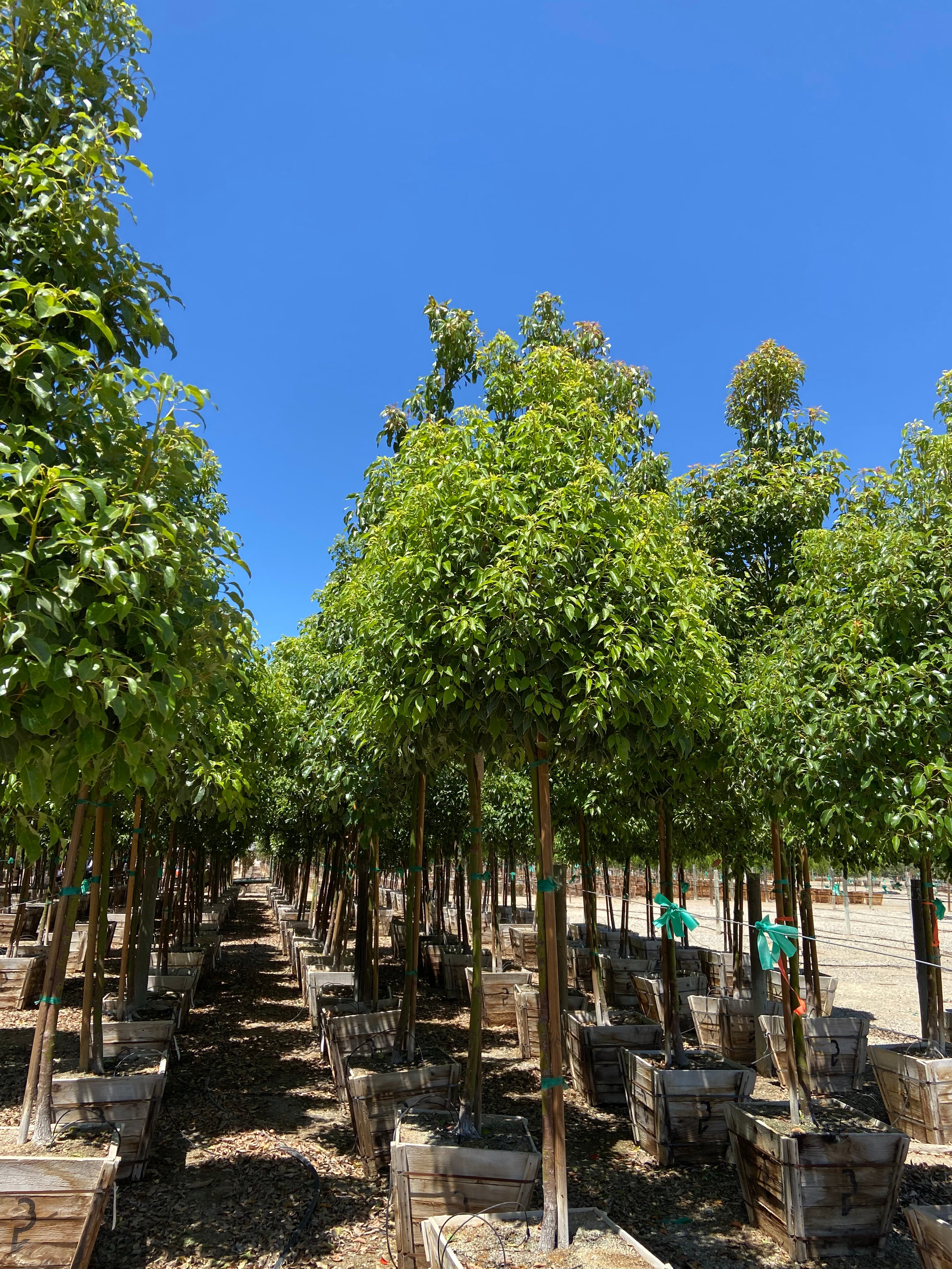 Camphor Tree for Sale | Cinnamomum camphora