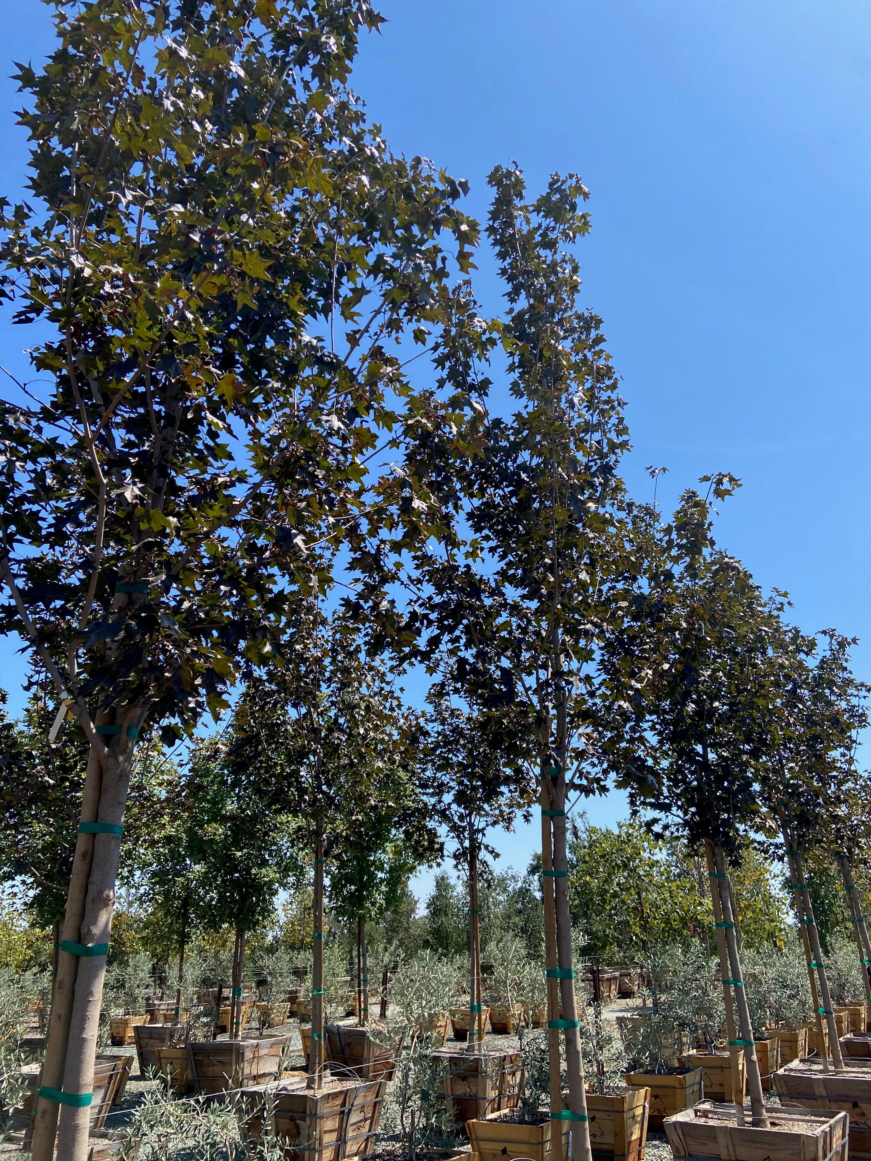 Crimson Sunset® Maple (Acer Crimson Sunset) – Yardwork