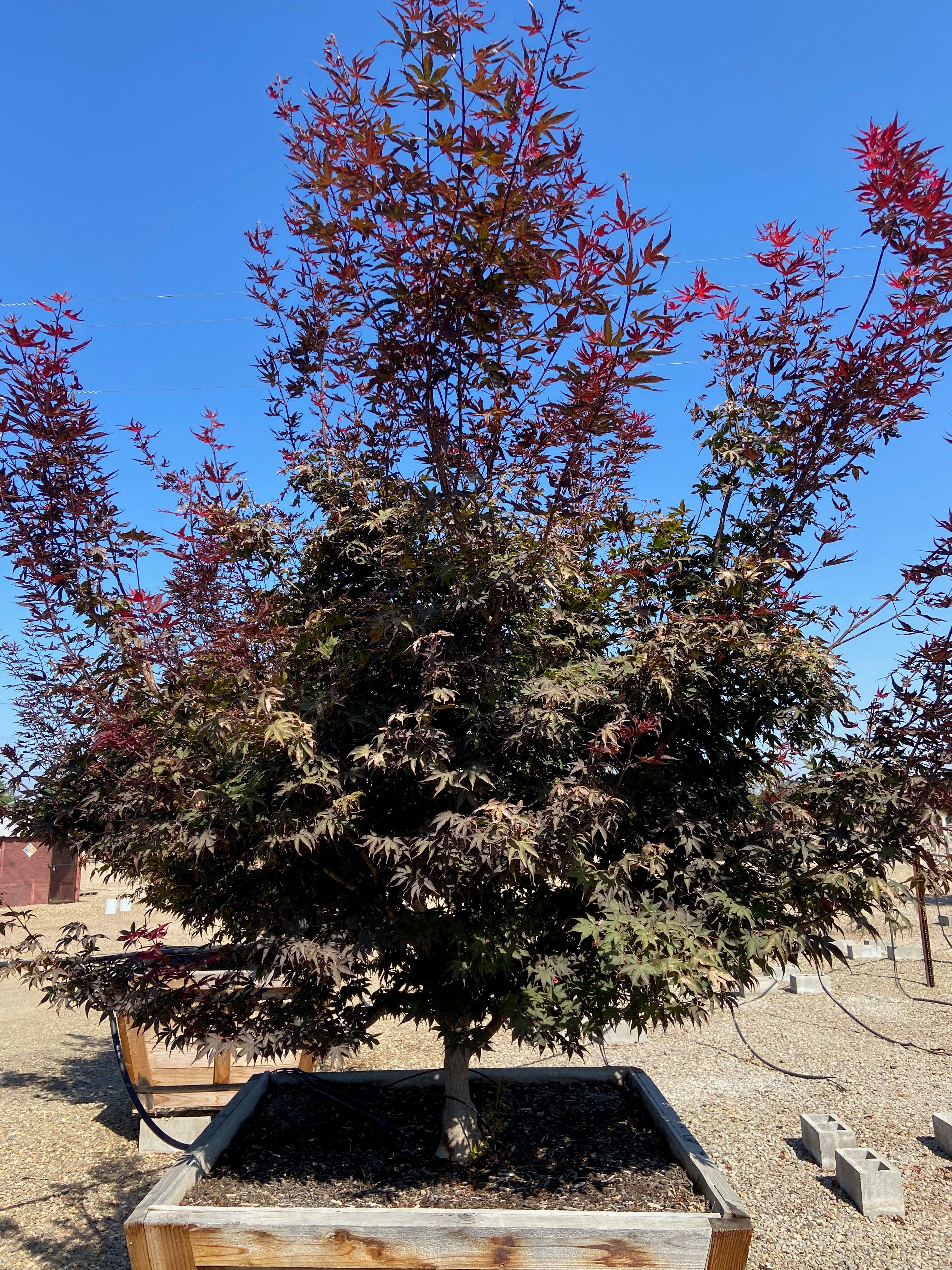 ⭐︎めーぷる⭐︎ Buy Acer palmatum 'Orange Flame' Great Fall Color Japanese