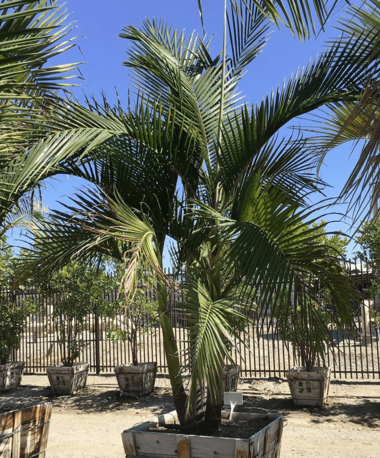 king palm indoor plant King Palm (Archontophoenix cunninghamiana)