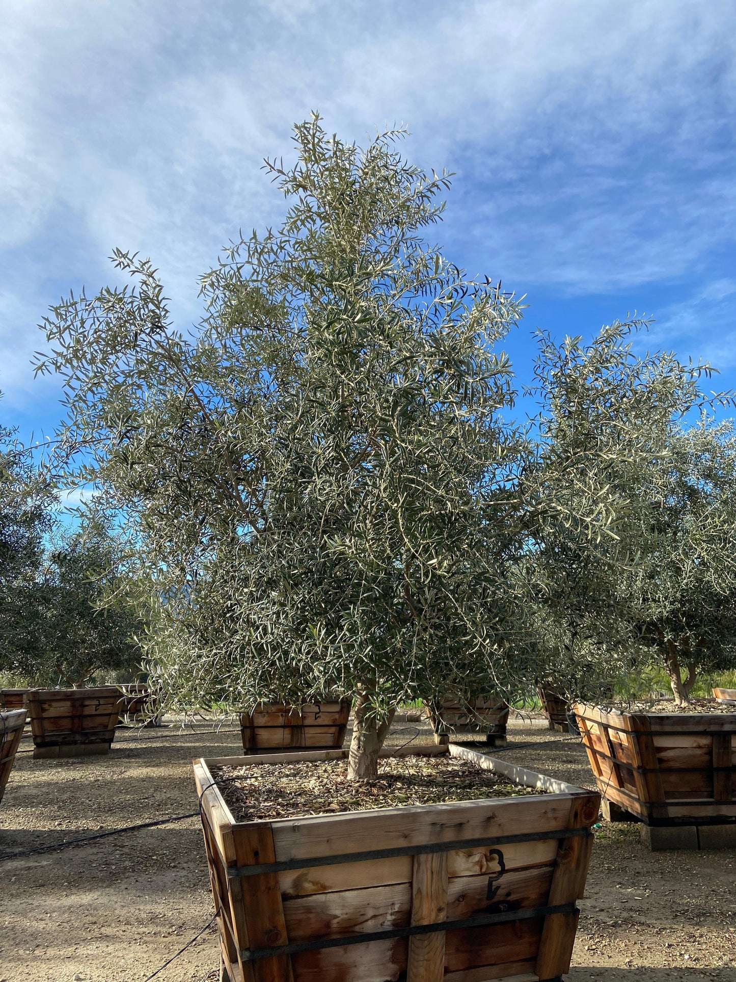 Swan Hill Olives® Fruitless Olive Tree - Olea Europaea 'Swan Hill' - Pulled Nursery