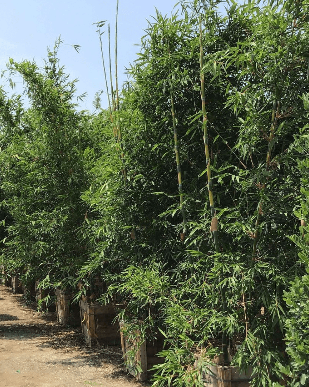 strongest herbicide for bamboo Bamboo Trees