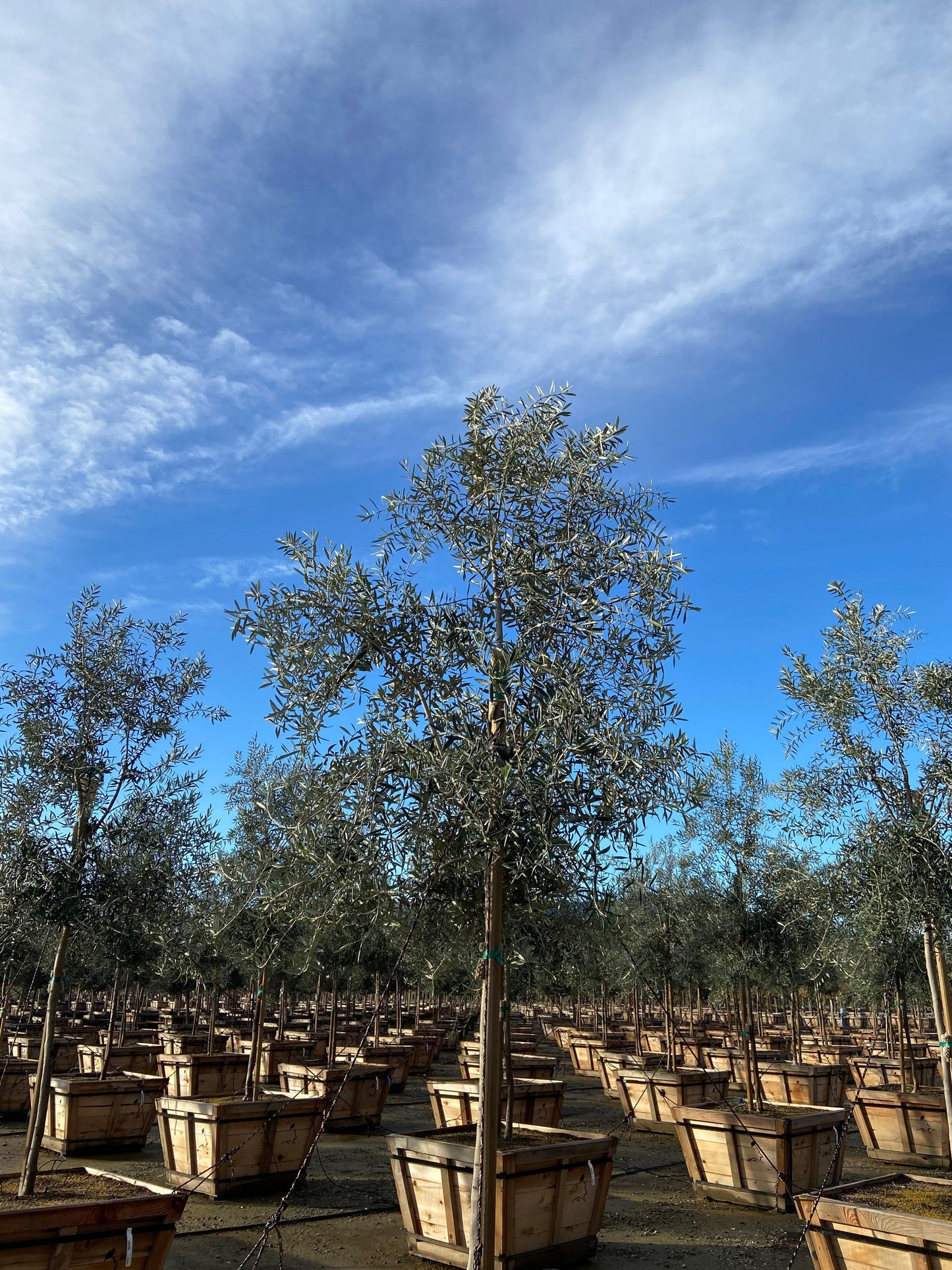Swan Hill Olives® Fruitless Olive Tree - Olea Europaea 'Swan Hill' - Pulled Nursery