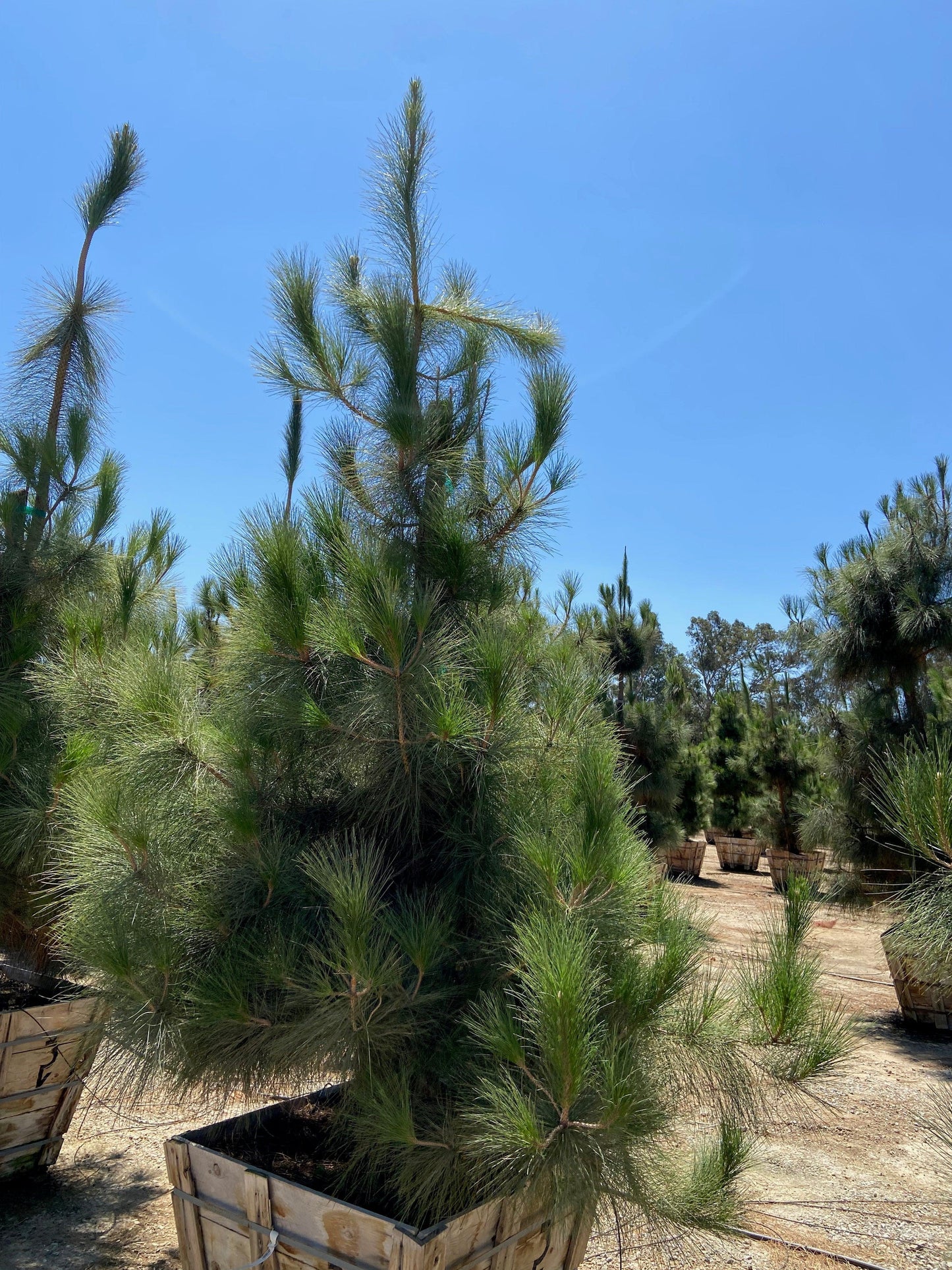 Canary Island Pine (Pinus Canariensis) - Pulled Nursery