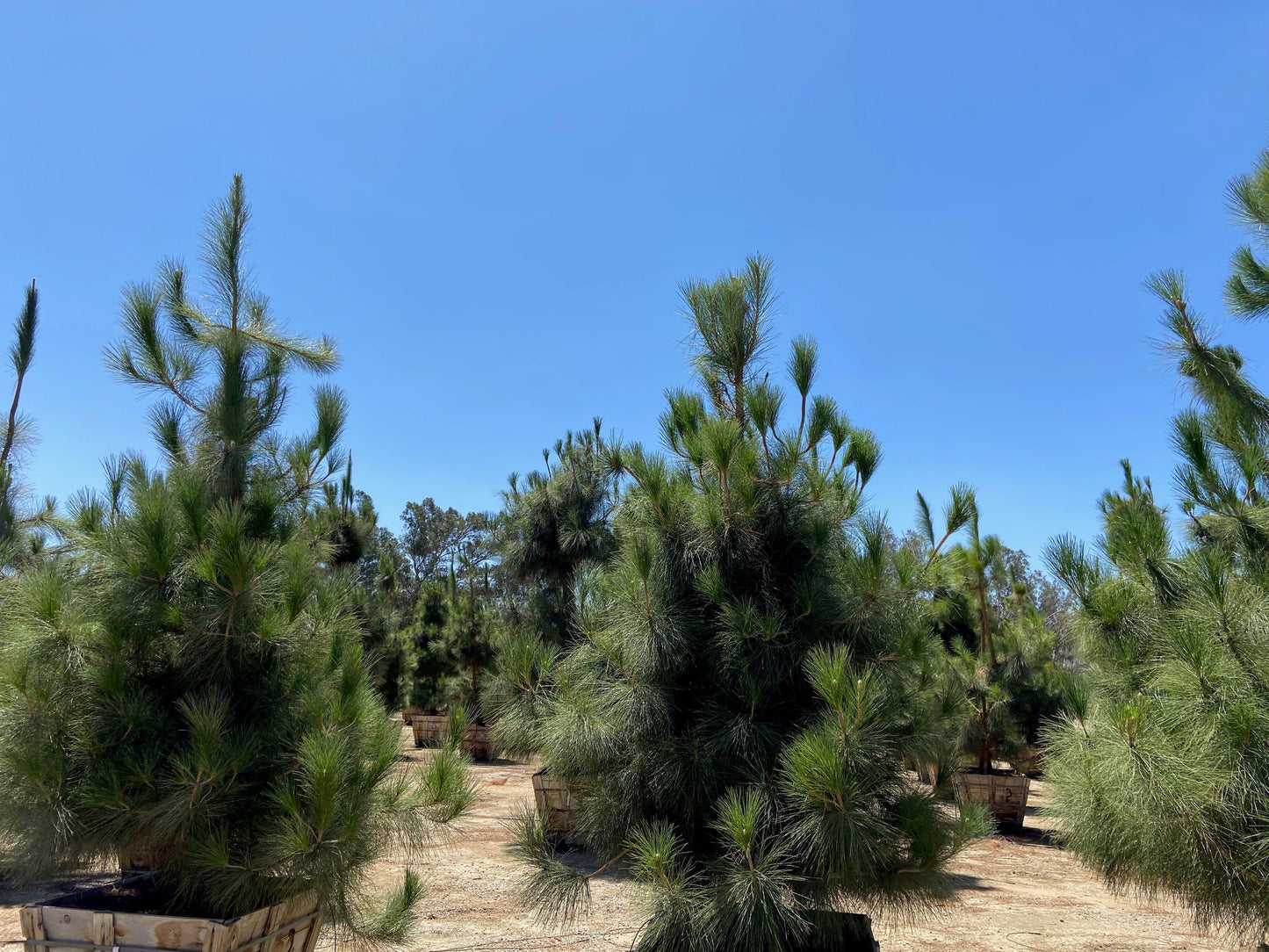 Canary Island Pine (Pinus Canariensis) - Pulled Nursery