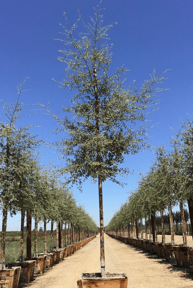 Cork Oak - Quercus Suber - Pulled Nursery
