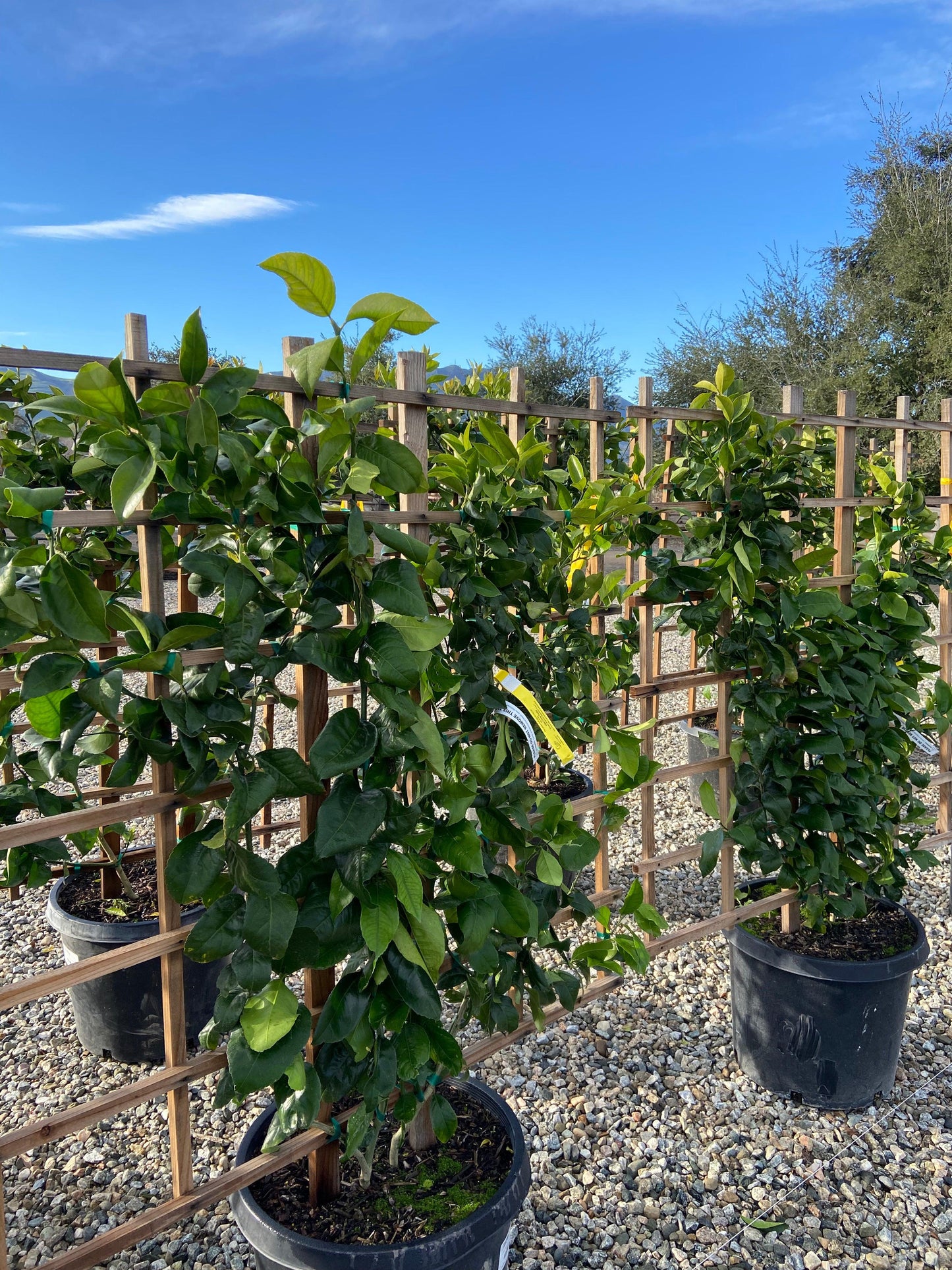Meyer Lemon Tree - Pulled Nursery