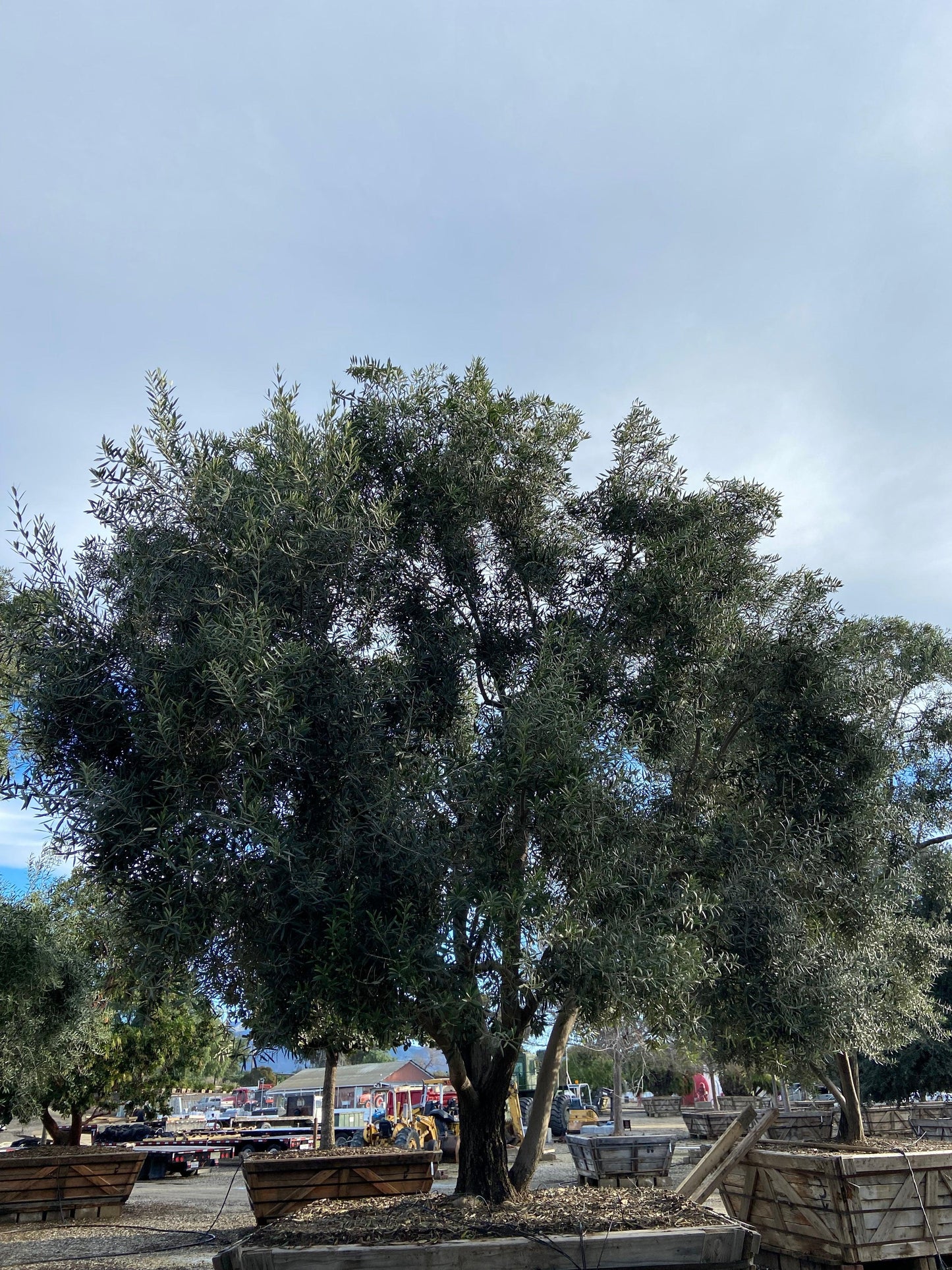 Swan Hill Olives® Fruitless Olive Tree - Olea Europaea 'Swan Hill' - Pulled Nursery