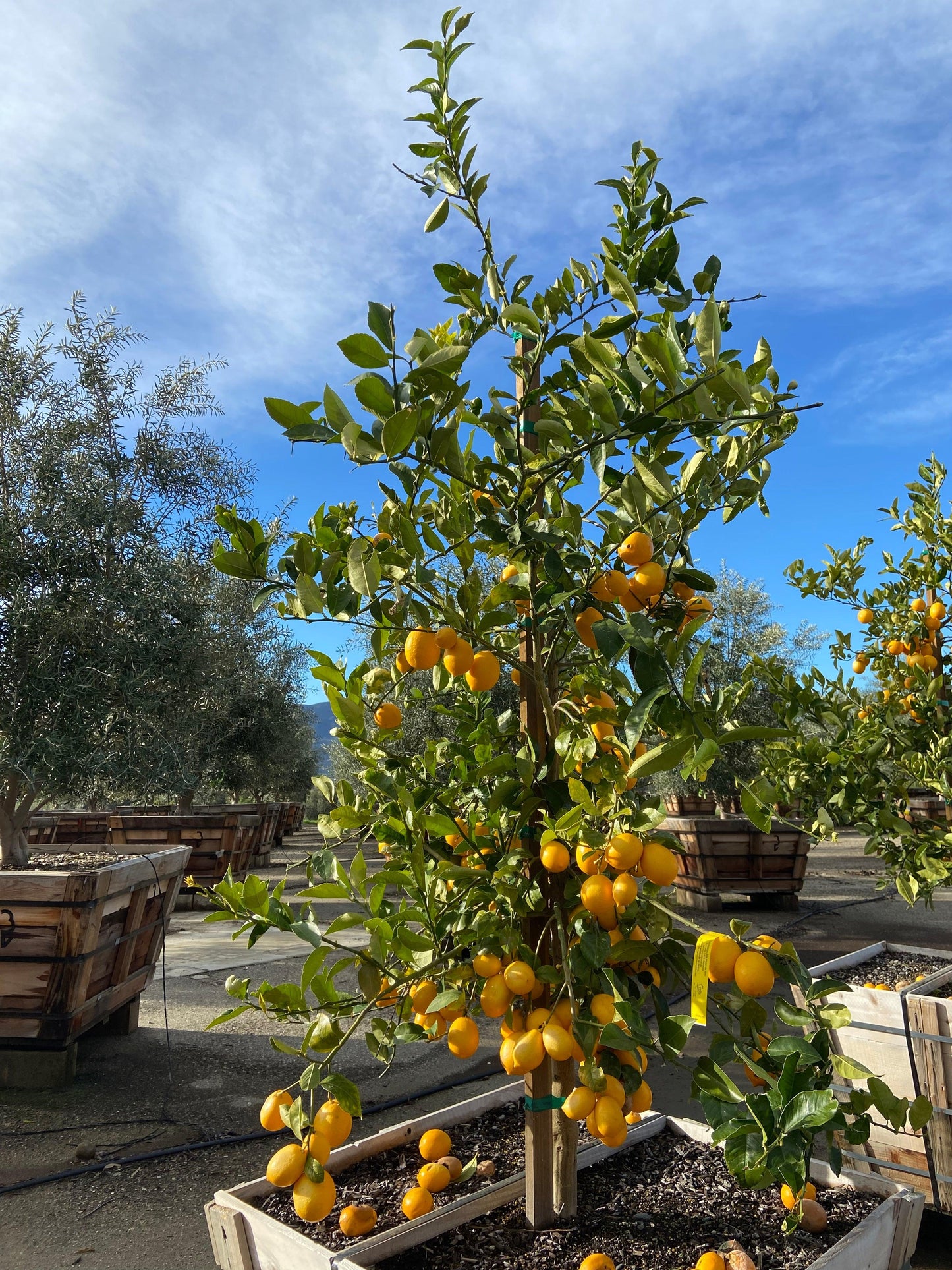 Meyer Lemon Tree - Pulled Nursery