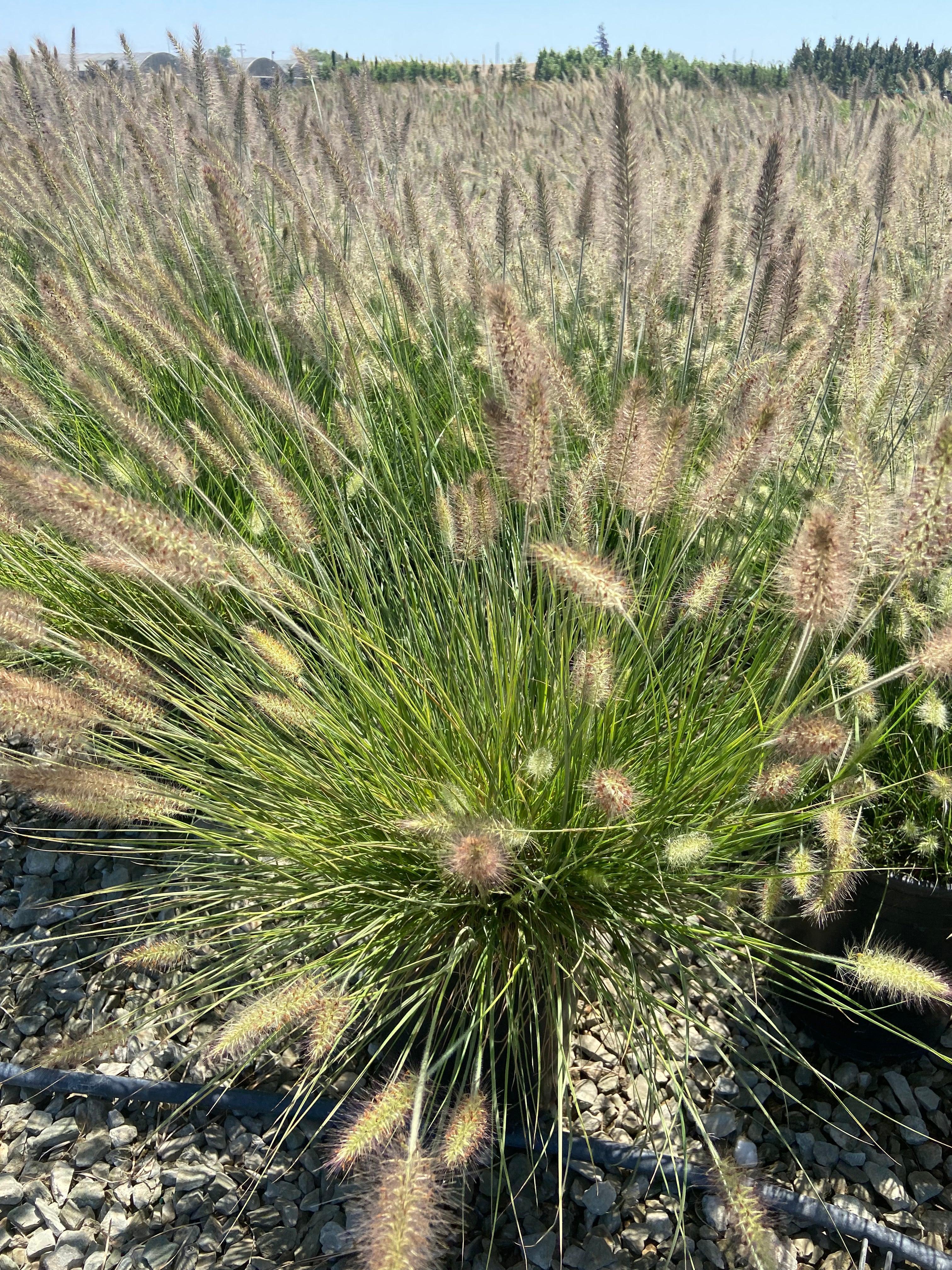 Pennisetum Little Bunny (Dwarf Fountain Grass) – Yardwork