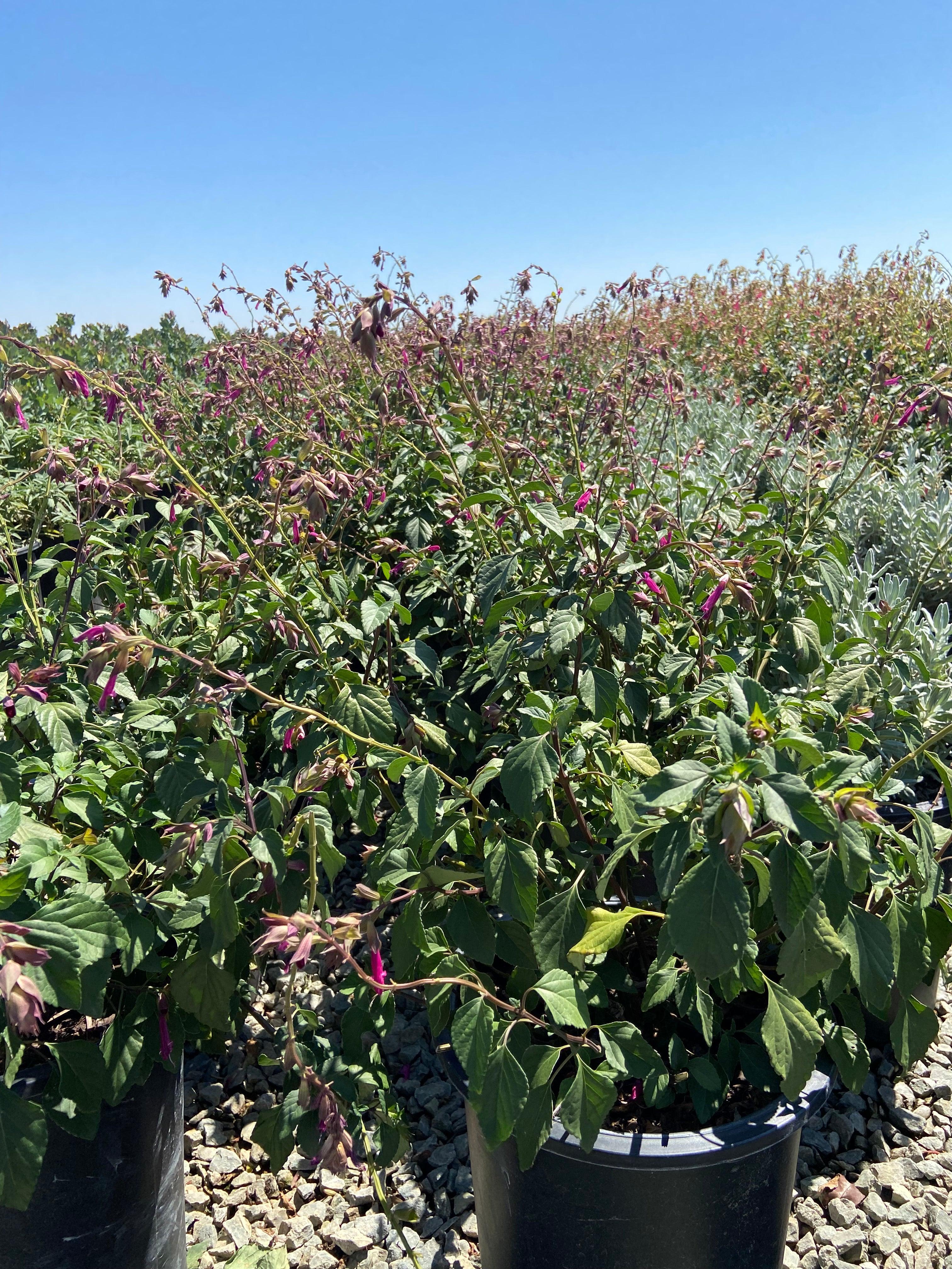 Wendy's Wish Sage - Salvia Wendy's Wish – Yardwork