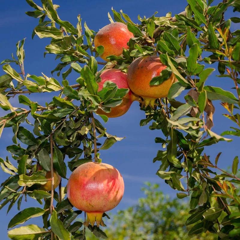 pomegranate seeds for planting for sale Pomegranate Tree For Sale