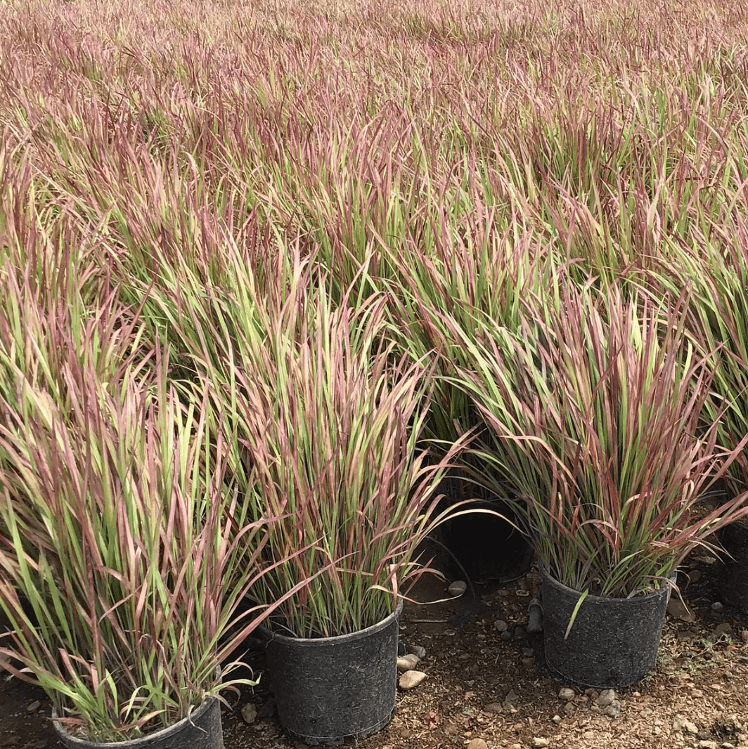 Blood Grass