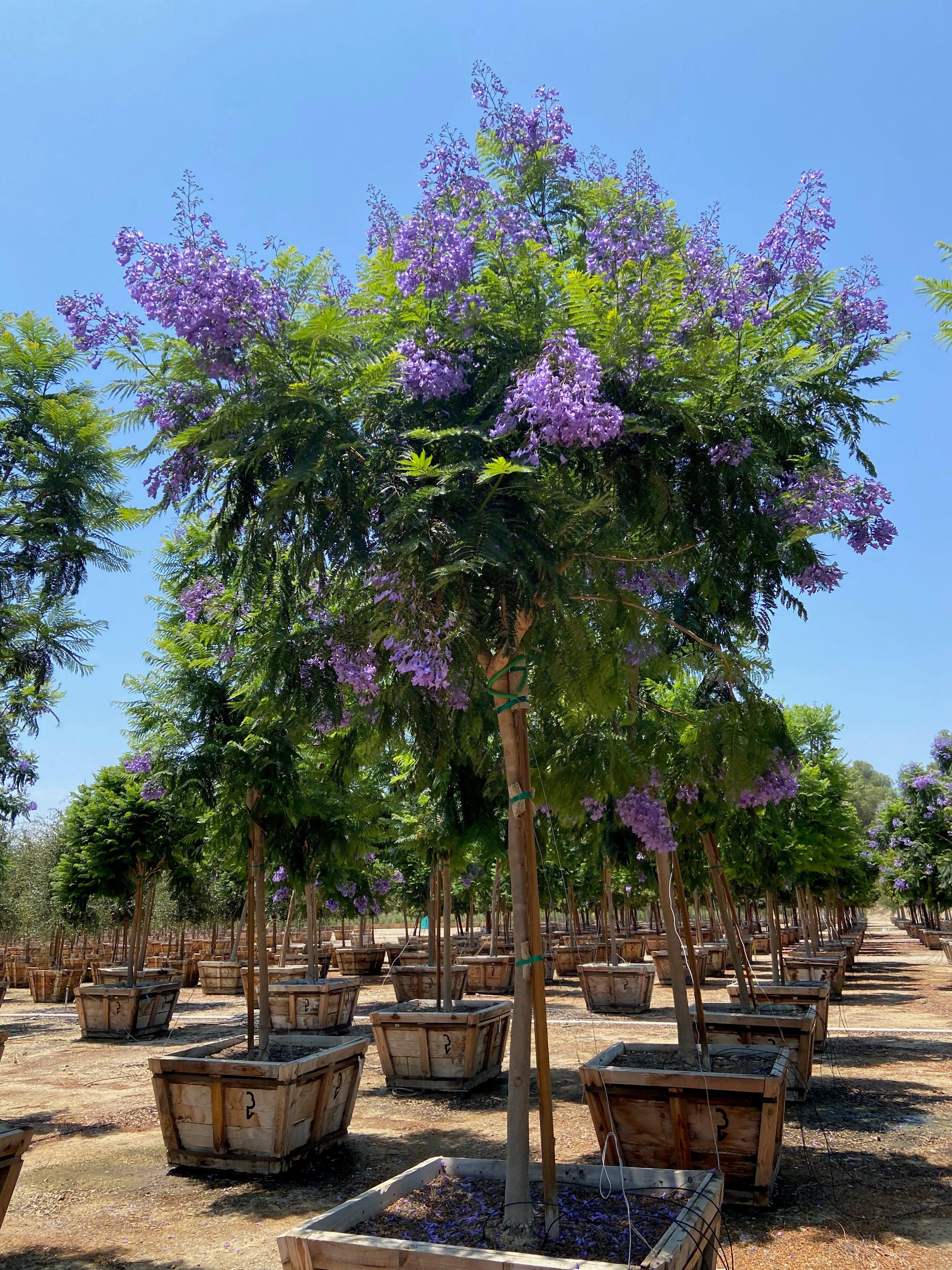 Jacaranda Tree for Sale | Jacaranda mimosifolia | Use Yardwork