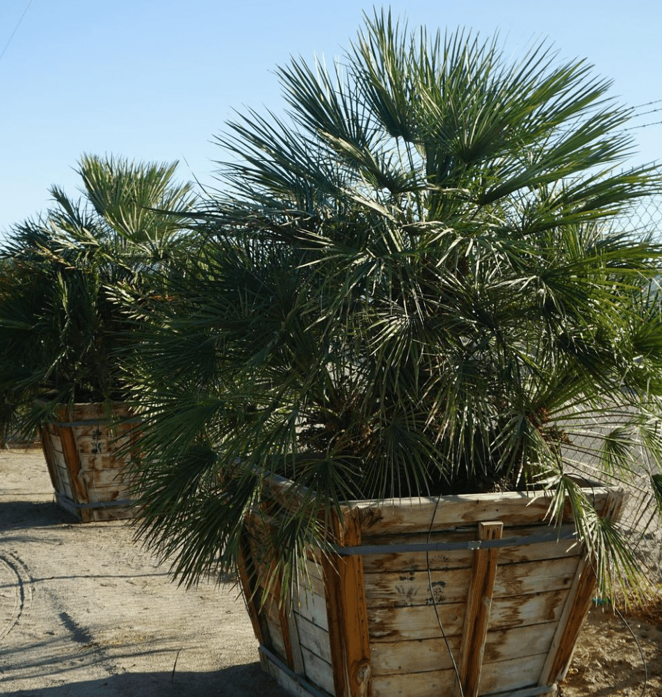 fan palm plant for sale Mediterranean Fan Palm – Yardwork