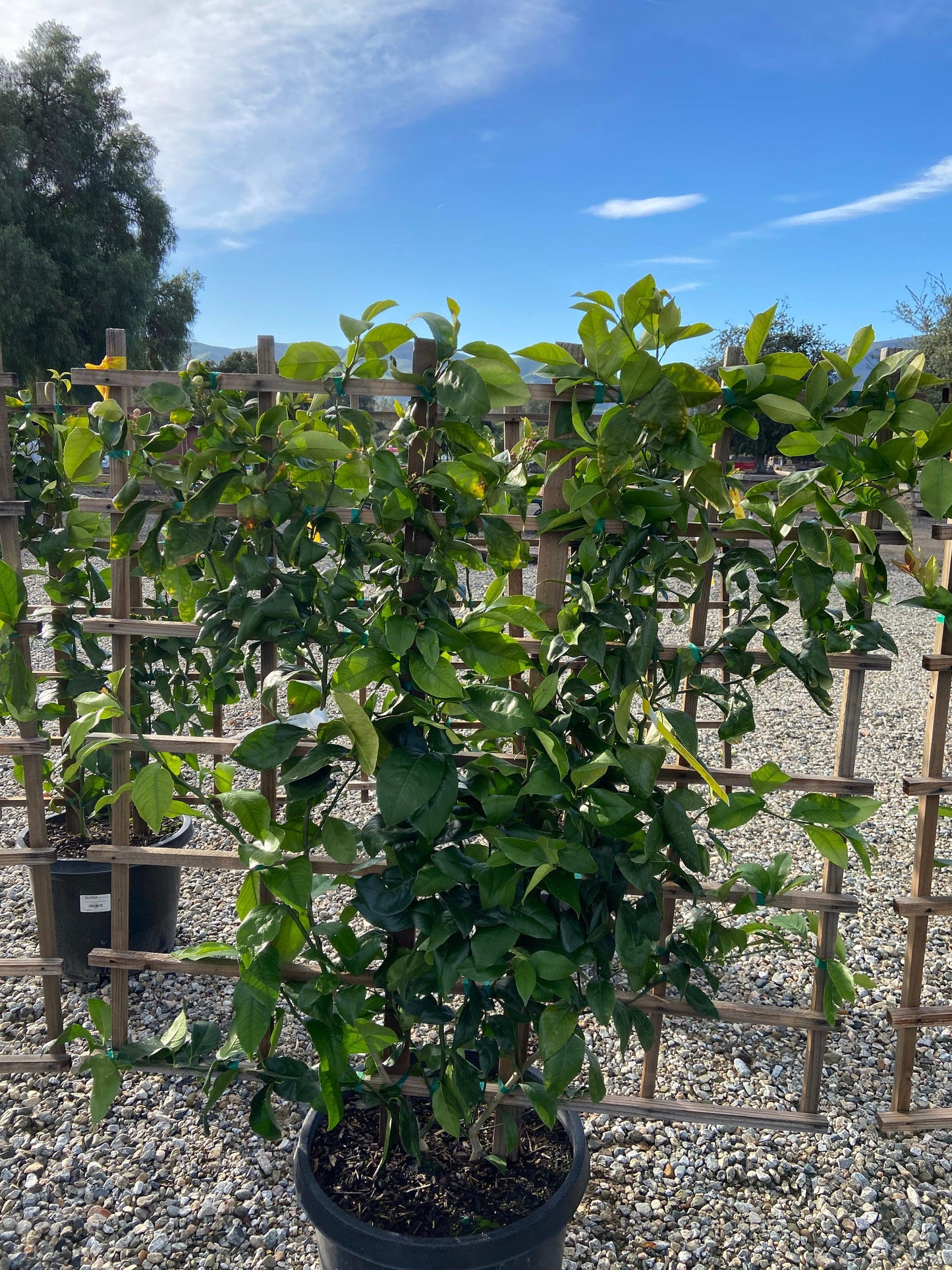 Meyer Lemon Tree - Yardwork Nursery